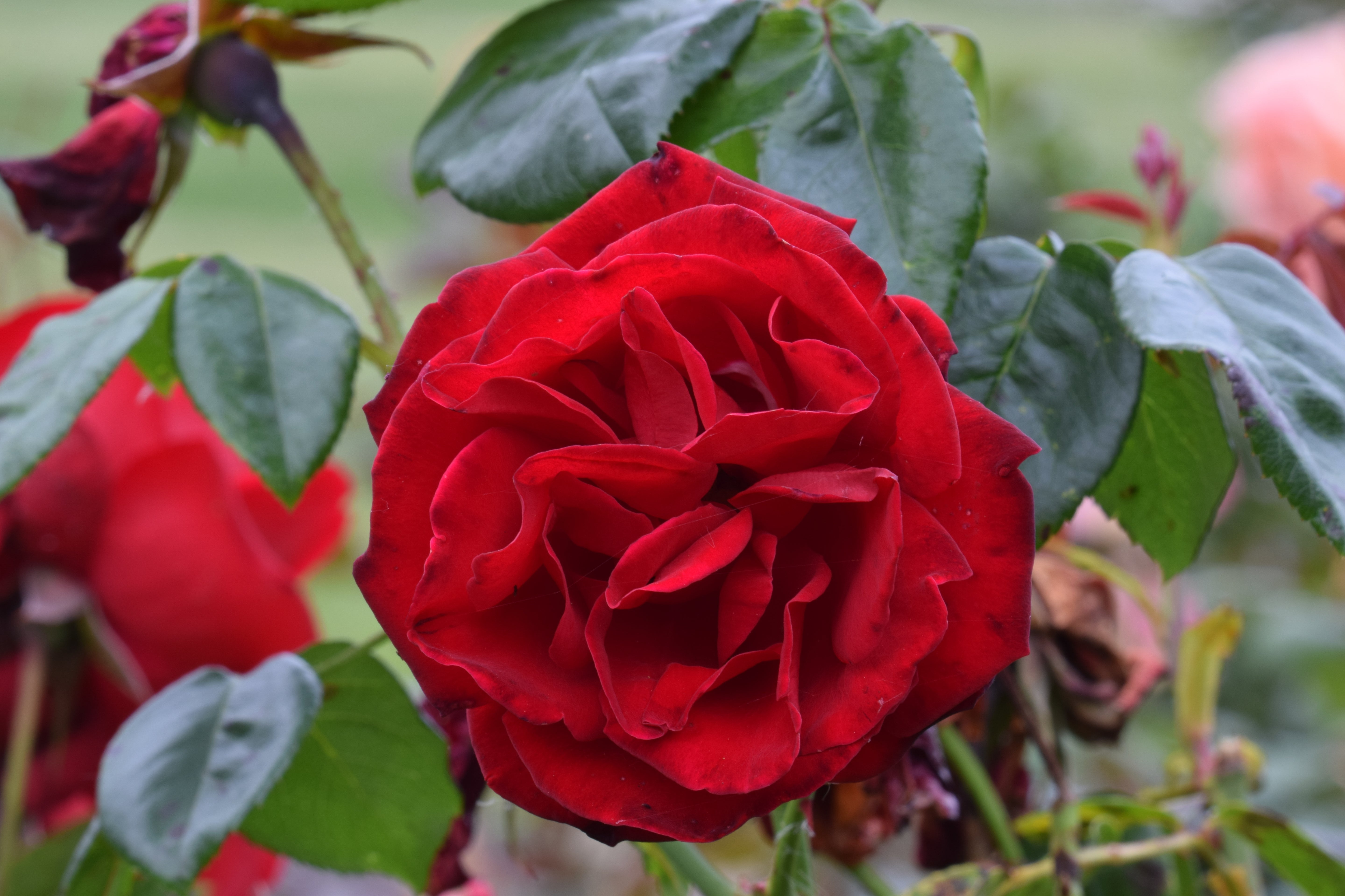 'Dublin Bay' Climbing Rose