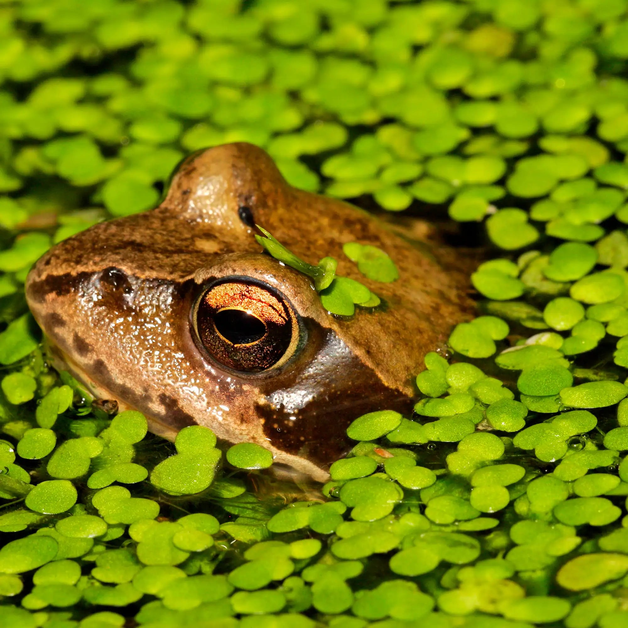Duckweed with a frog visitor in a pond