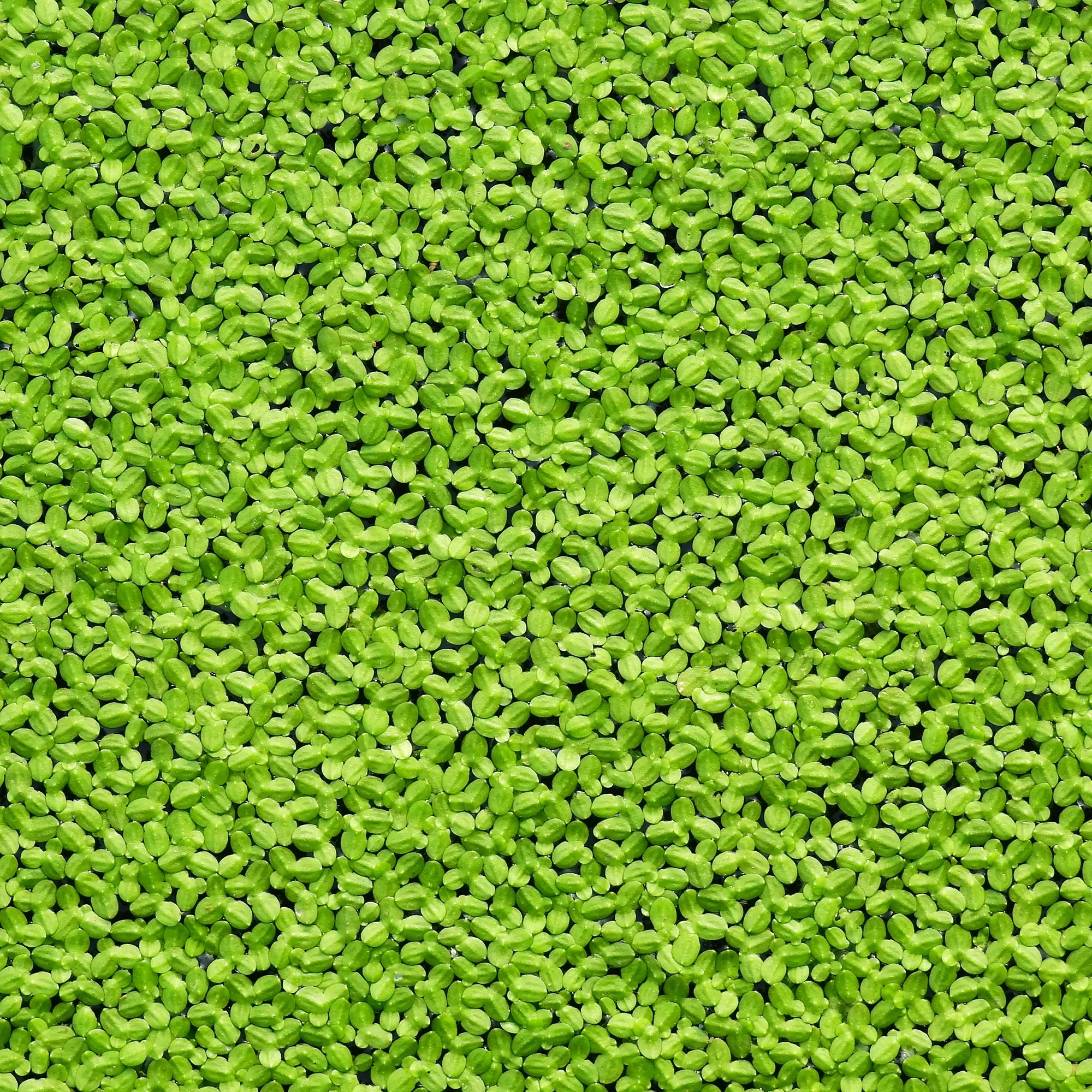 Duckweed floating on the surface of water