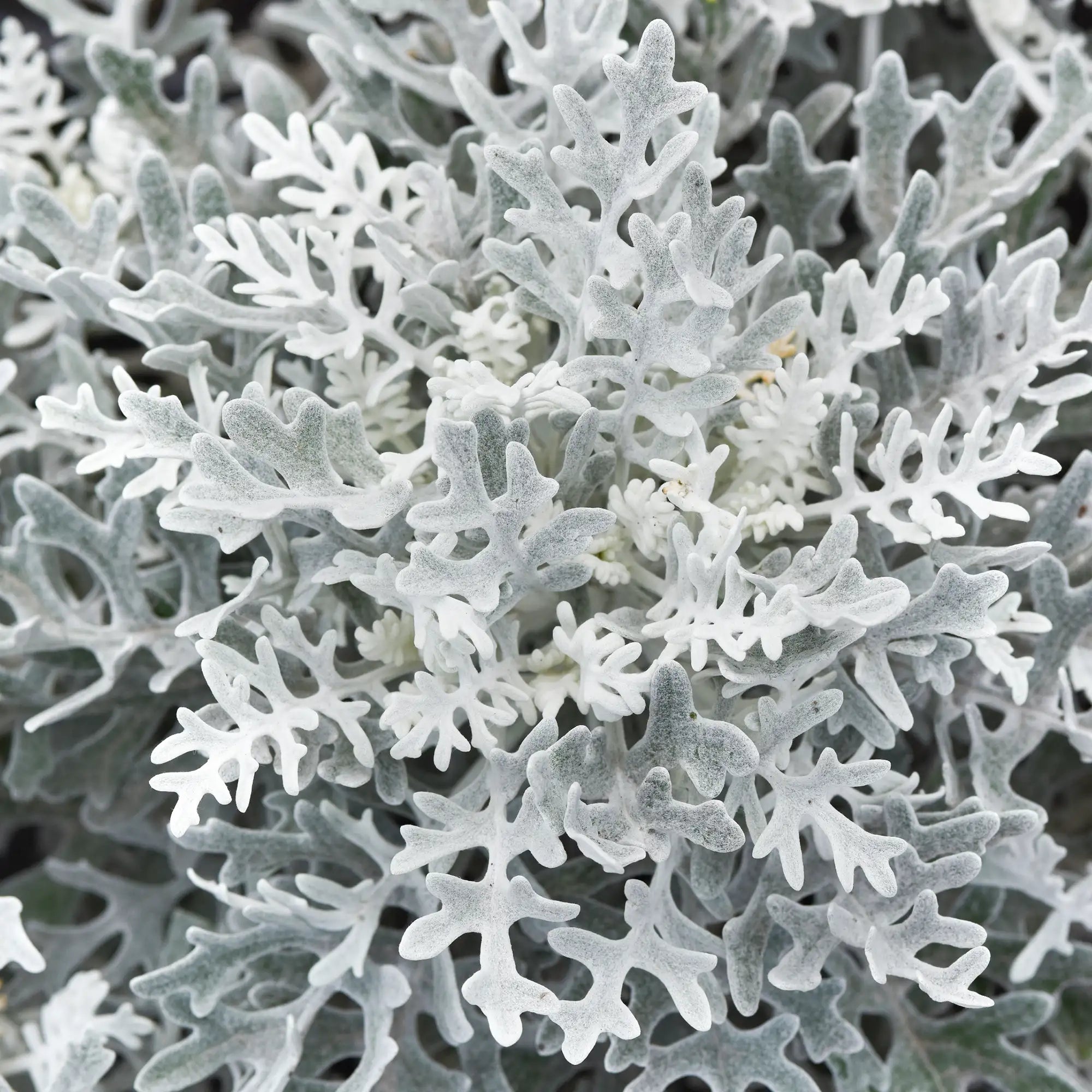 Dusty Miller 'Silver Dust'