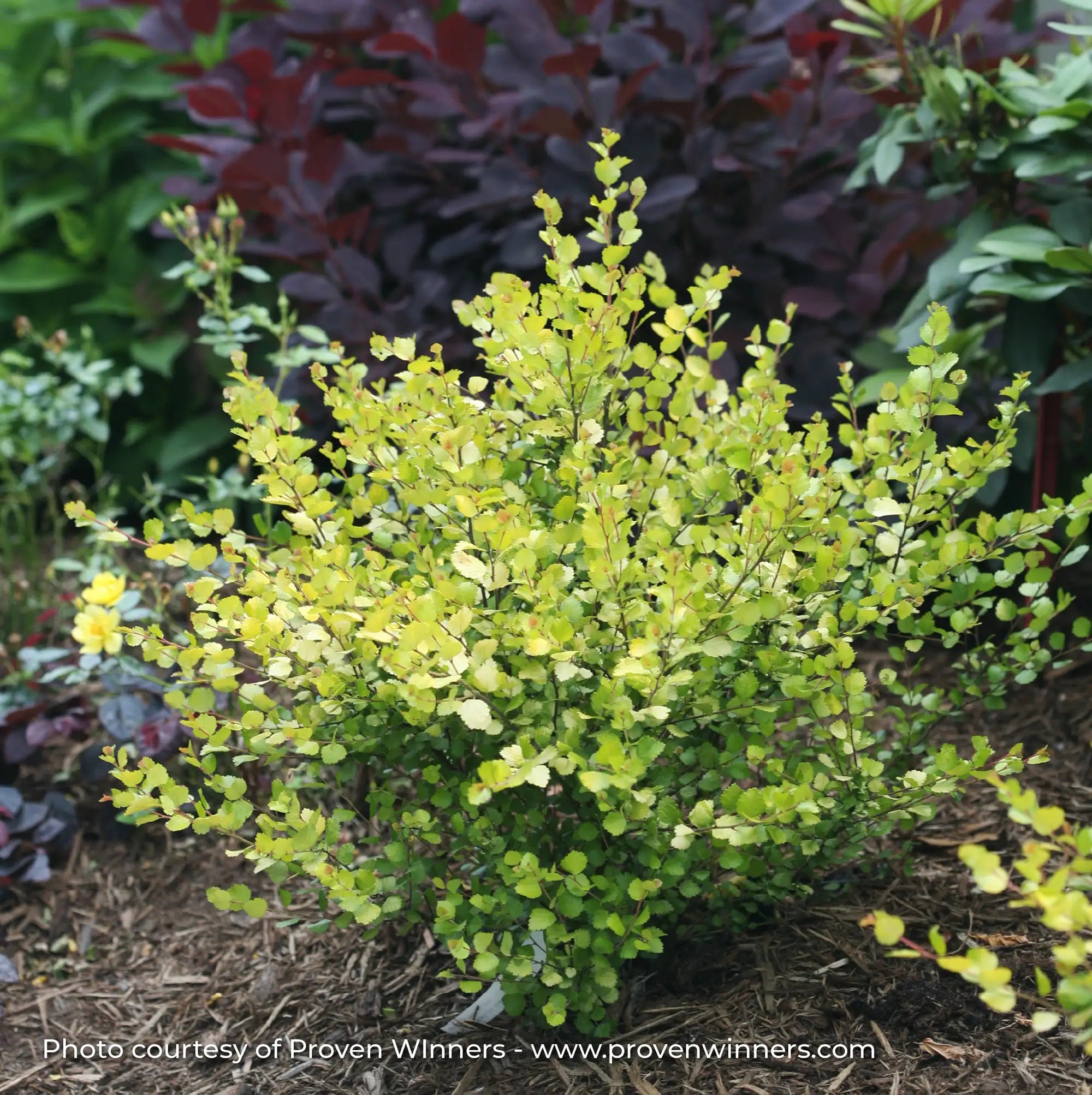 Dwarf Birch 'Cesky Gold®'