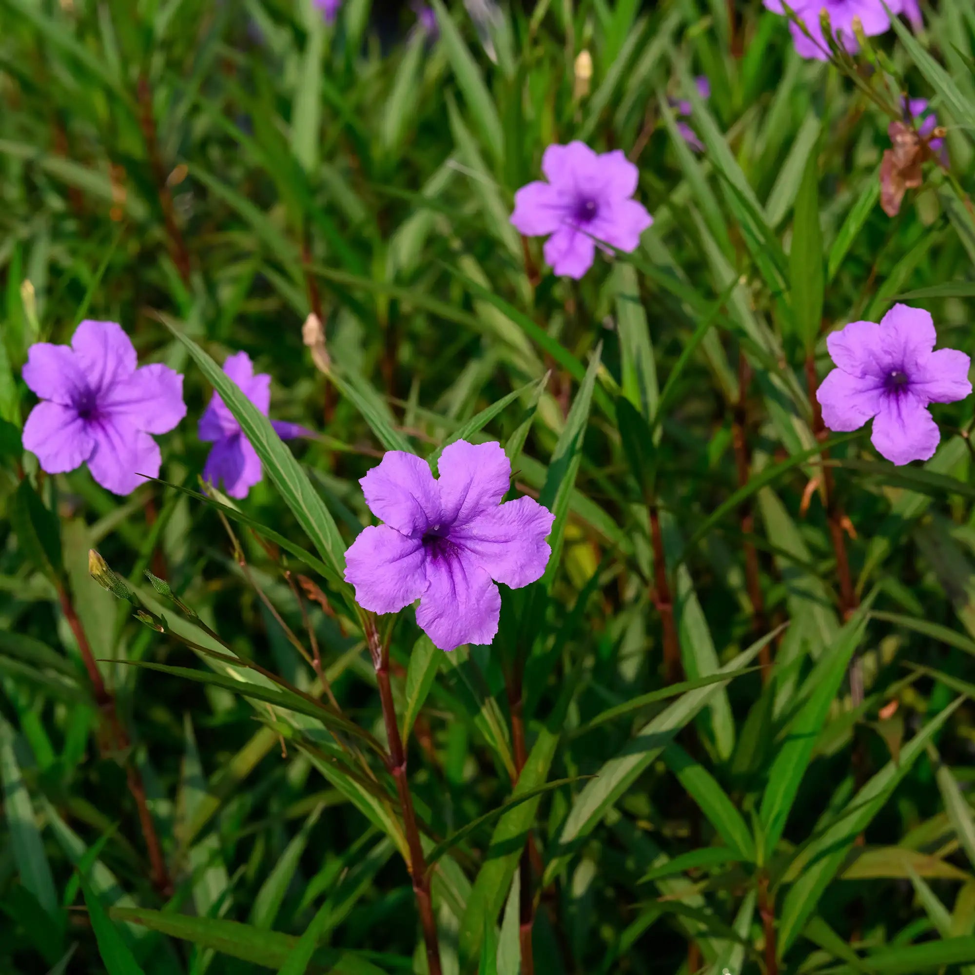 Dwarf Bluebell with small purple flowers
