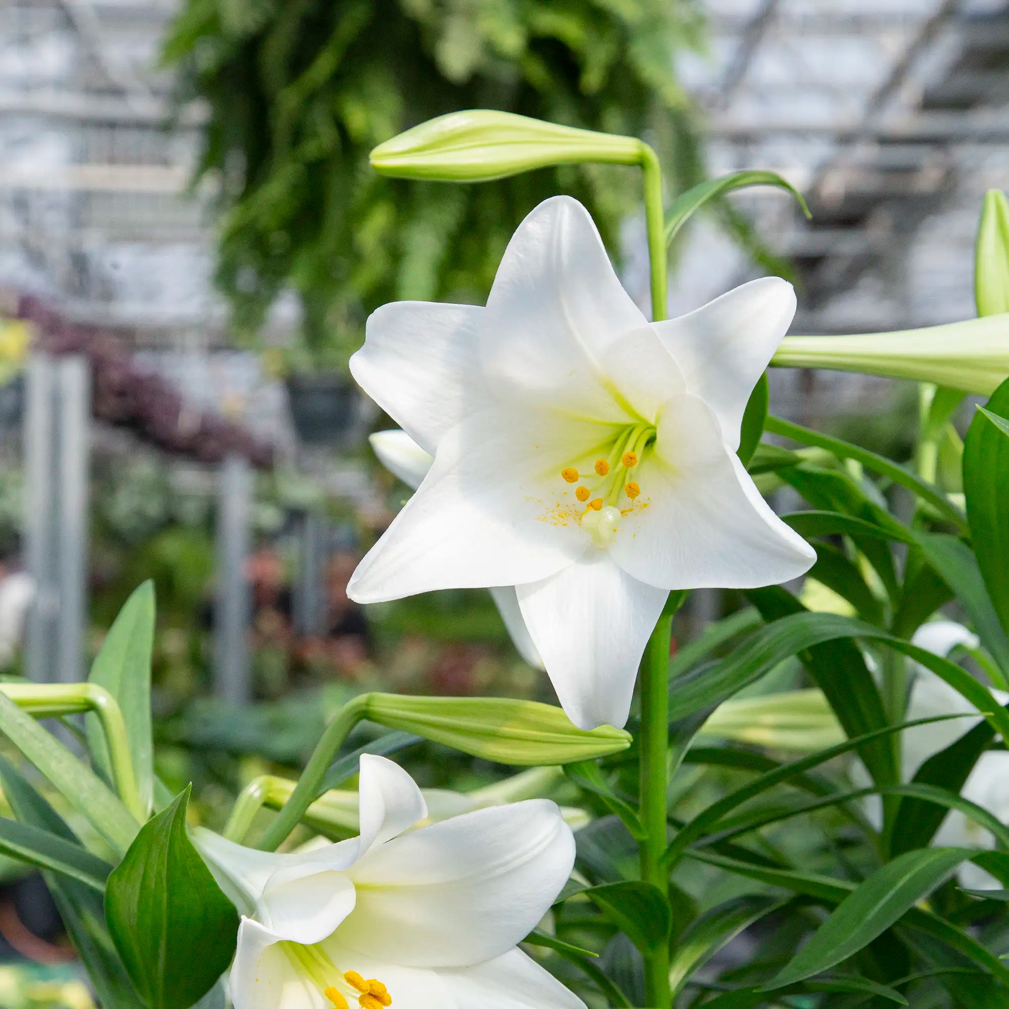 White easter lily flowering with green leaves in a greenhouse setting