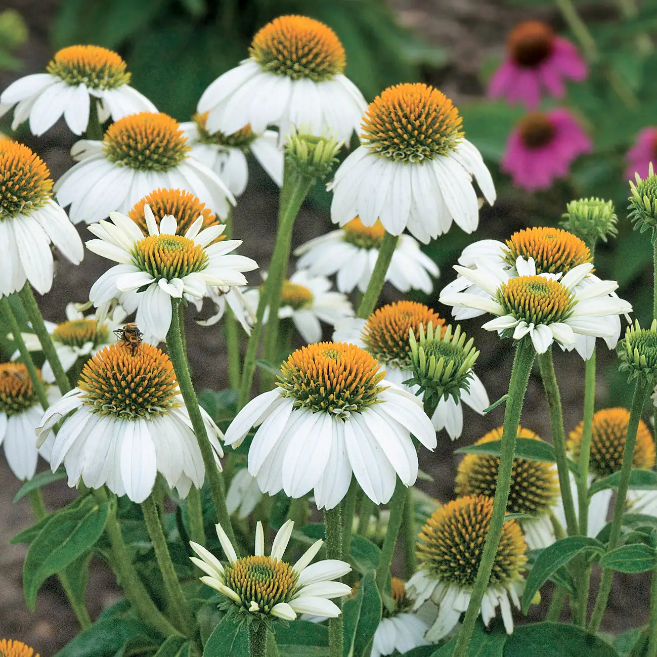 Coneflower PowWow® 'White'