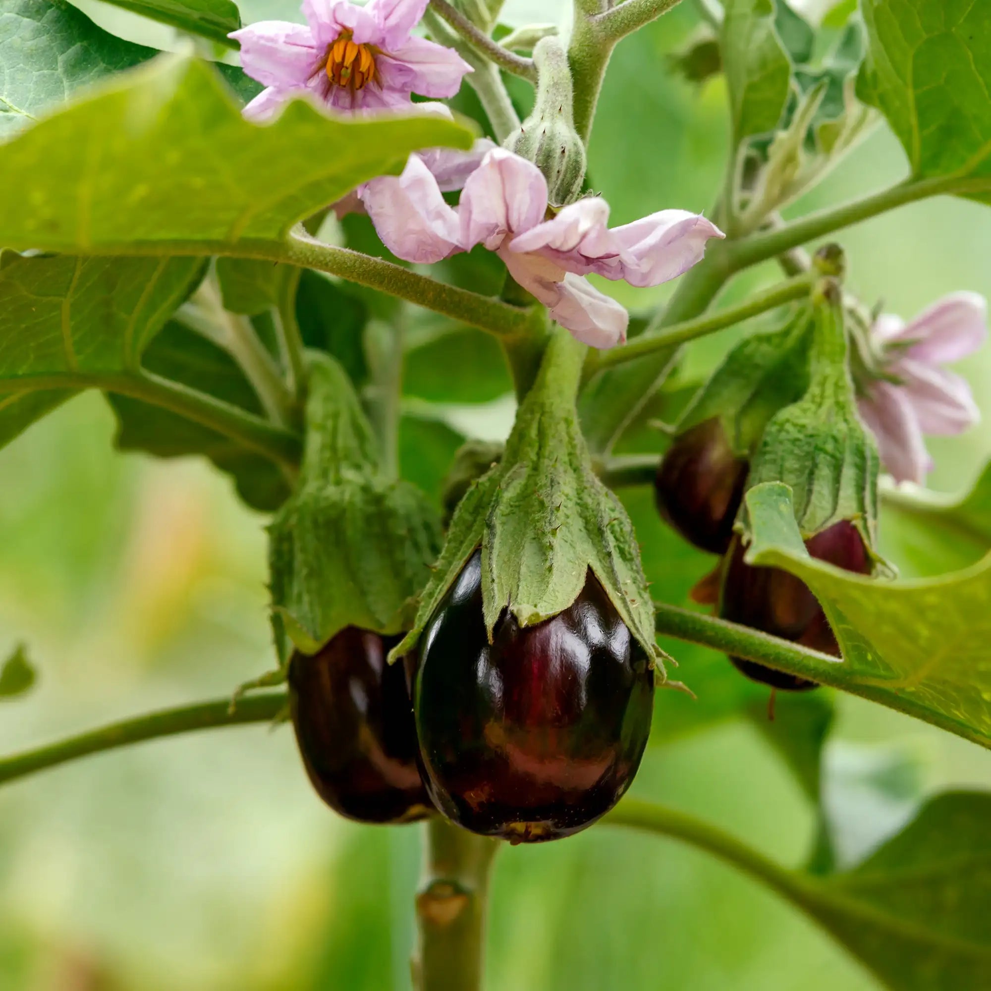 Ripe aubergines or eggplants growing on a plant with pink flowers.