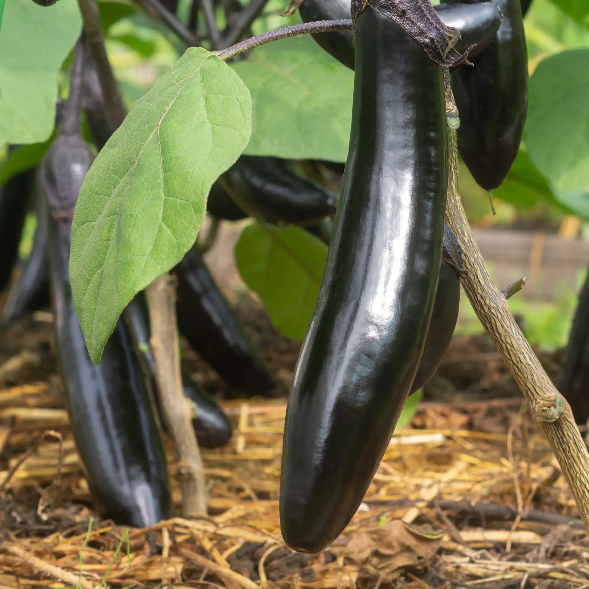 Eggplant 'Orient Express'