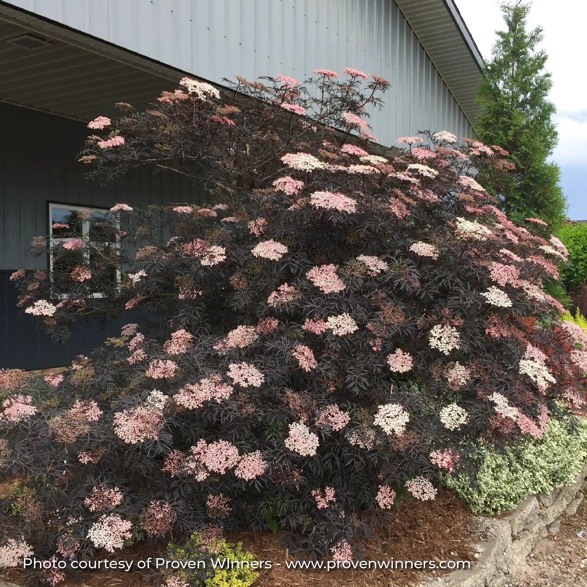 Elderberry 'Black Lace®'