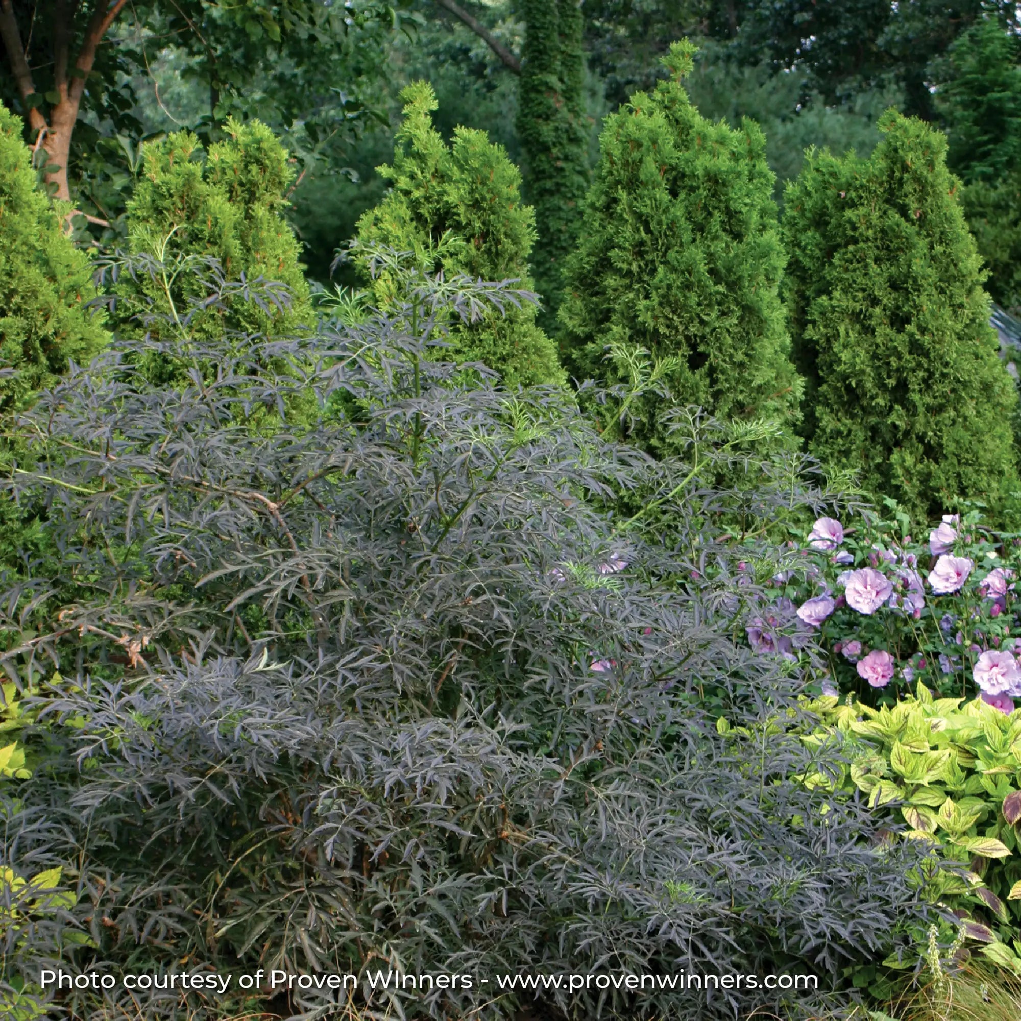 Elderberry 'Black Lace®'
