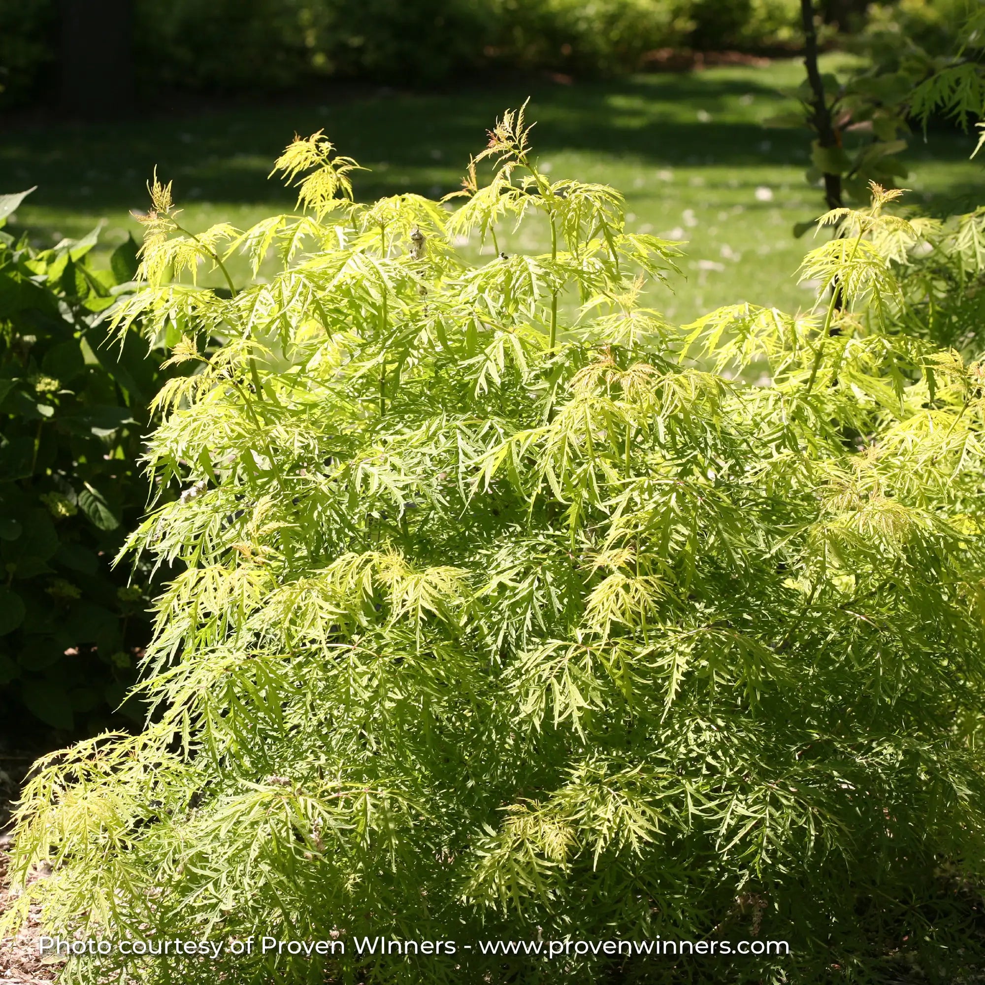 Elderberry 'Lemony Lace®'