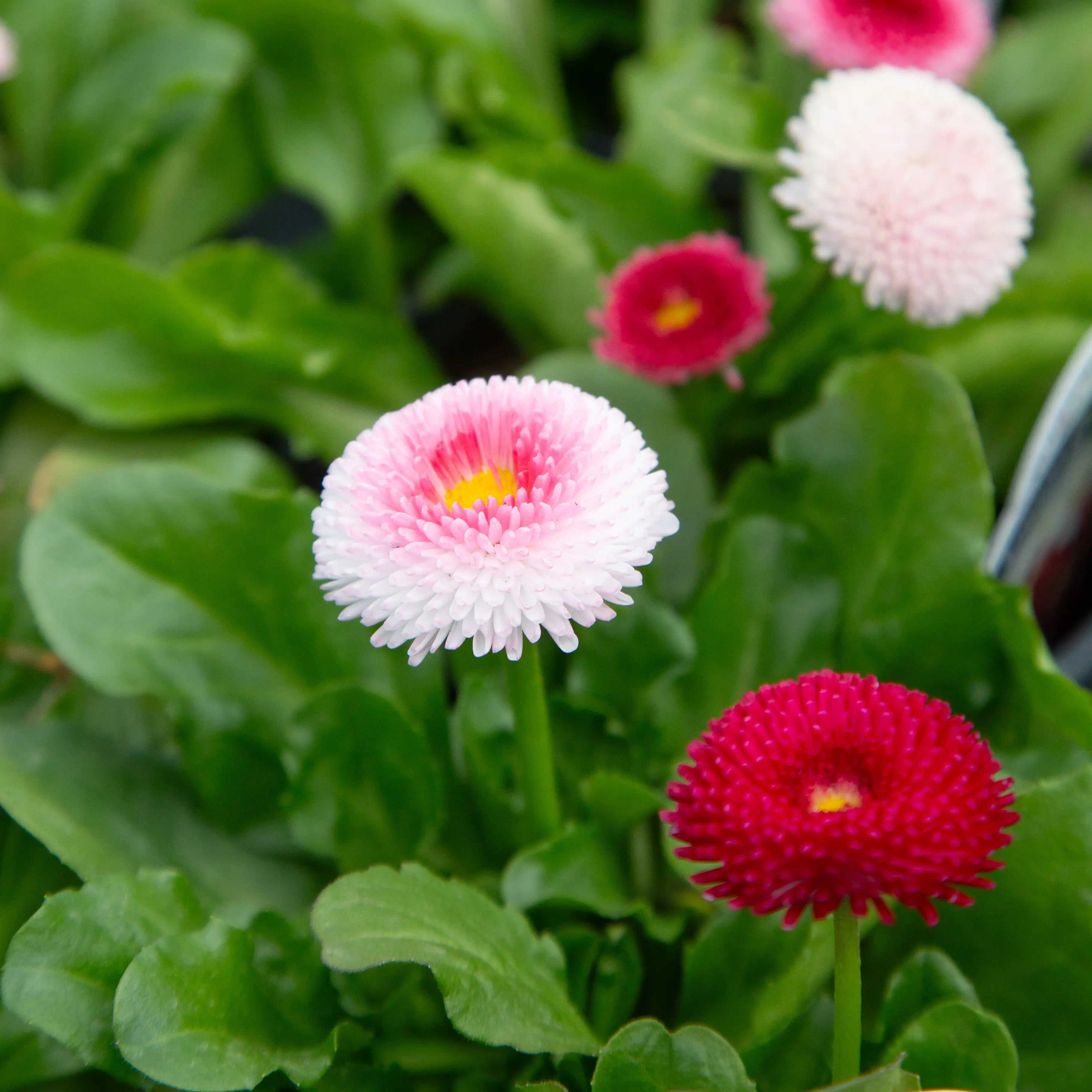 English Daisy