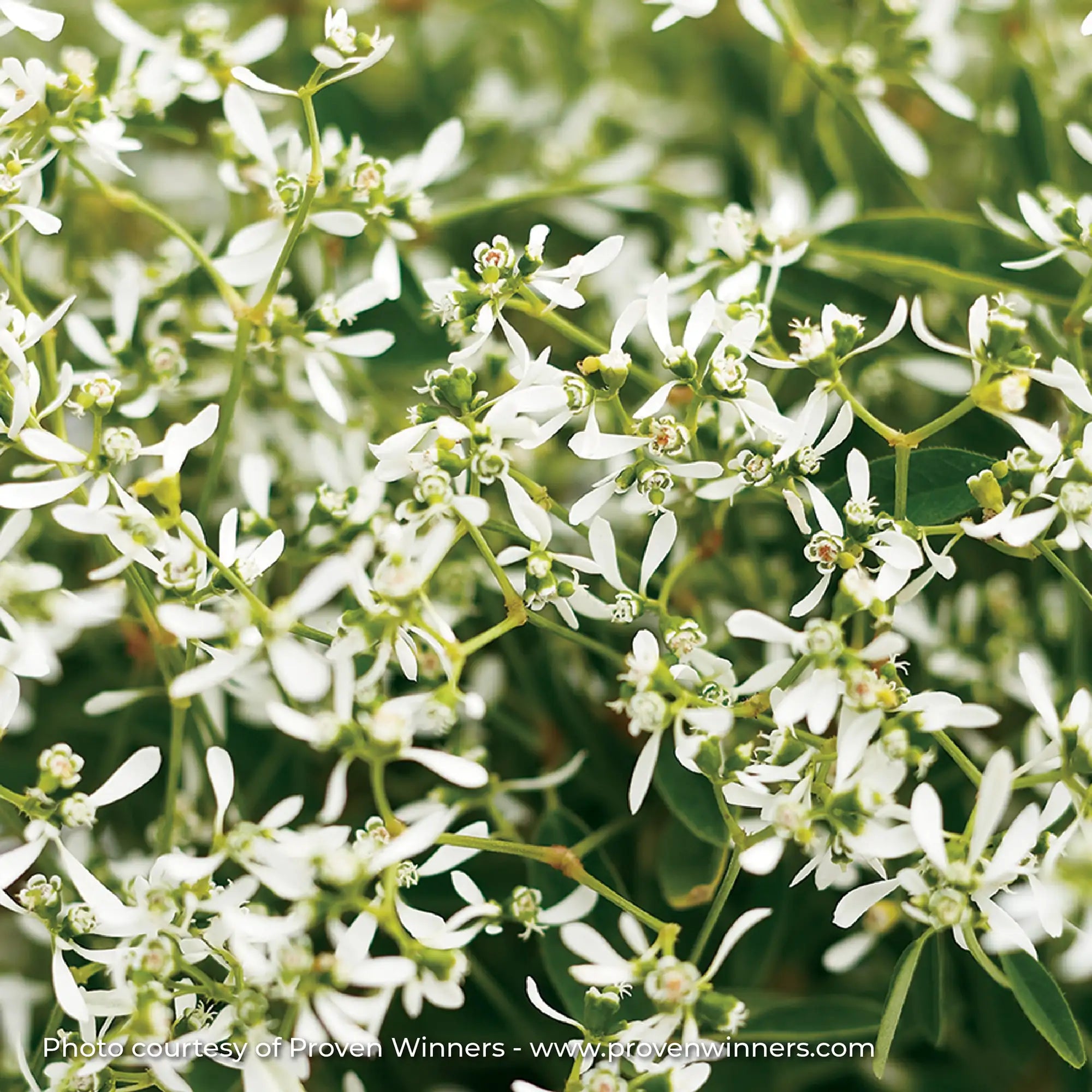 Euphorbia 'Diamond Frost®'