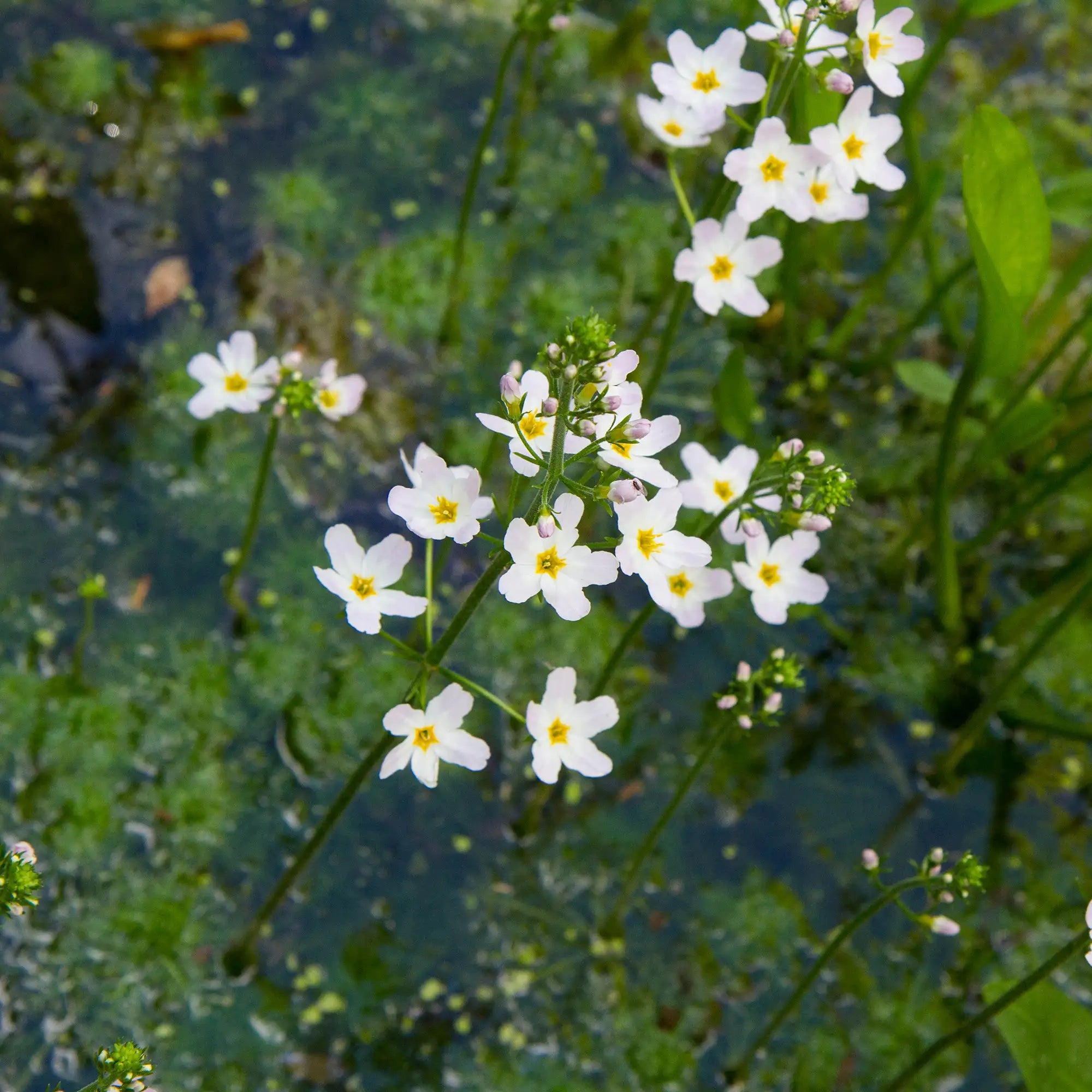 European Water Plantain with white flowers in a pond