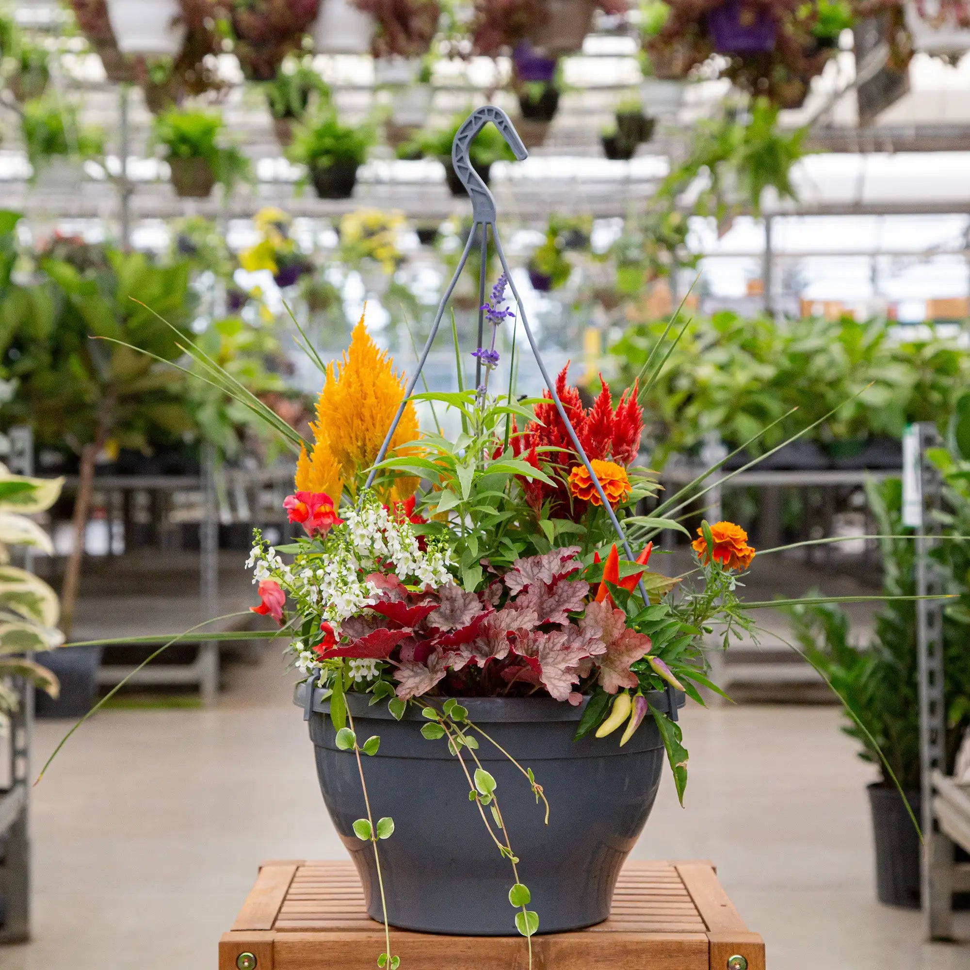 Colourful potted arrangement of fall annuals in a hanging basket in a greenhouse setting.