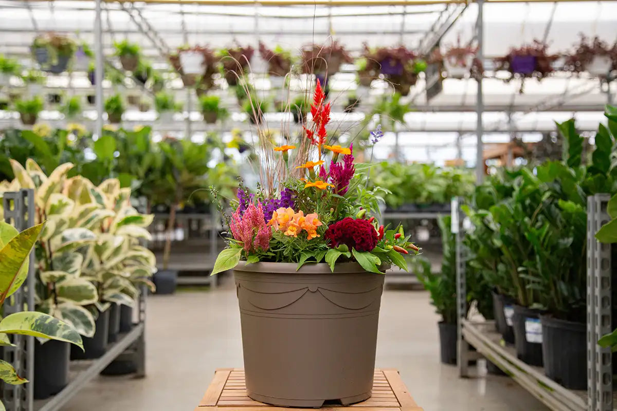 Colorful potted plant arrangement of fall annuals in a greenhouse setting