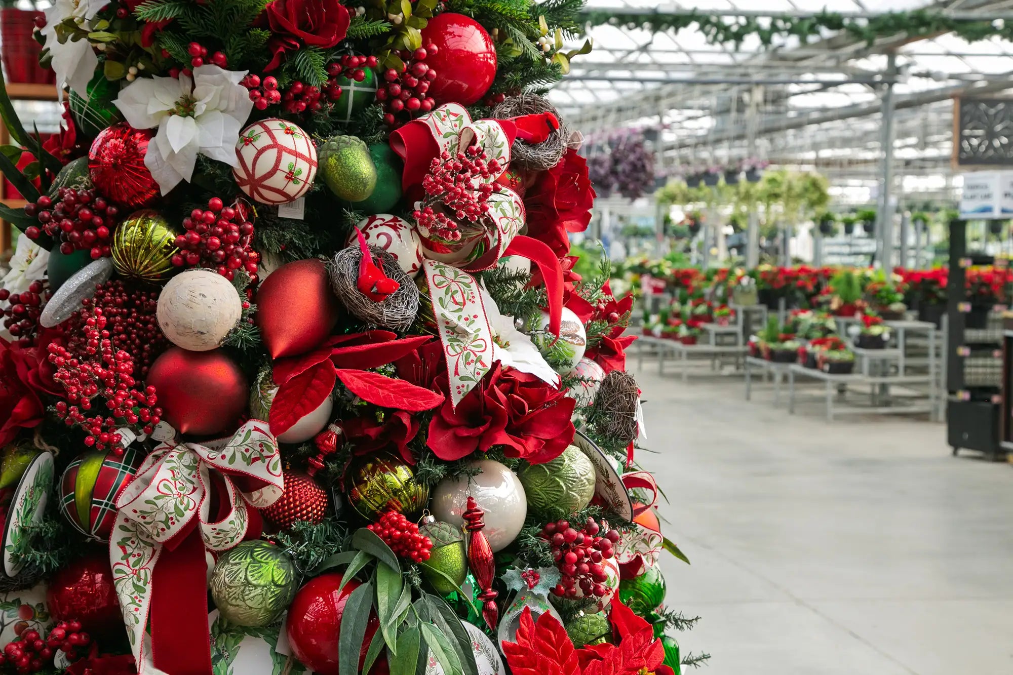 Designer-decorated Christmas tree with classic red, green, and white-coloured ornaments in a greenhouse setting with poinsettias in background.
