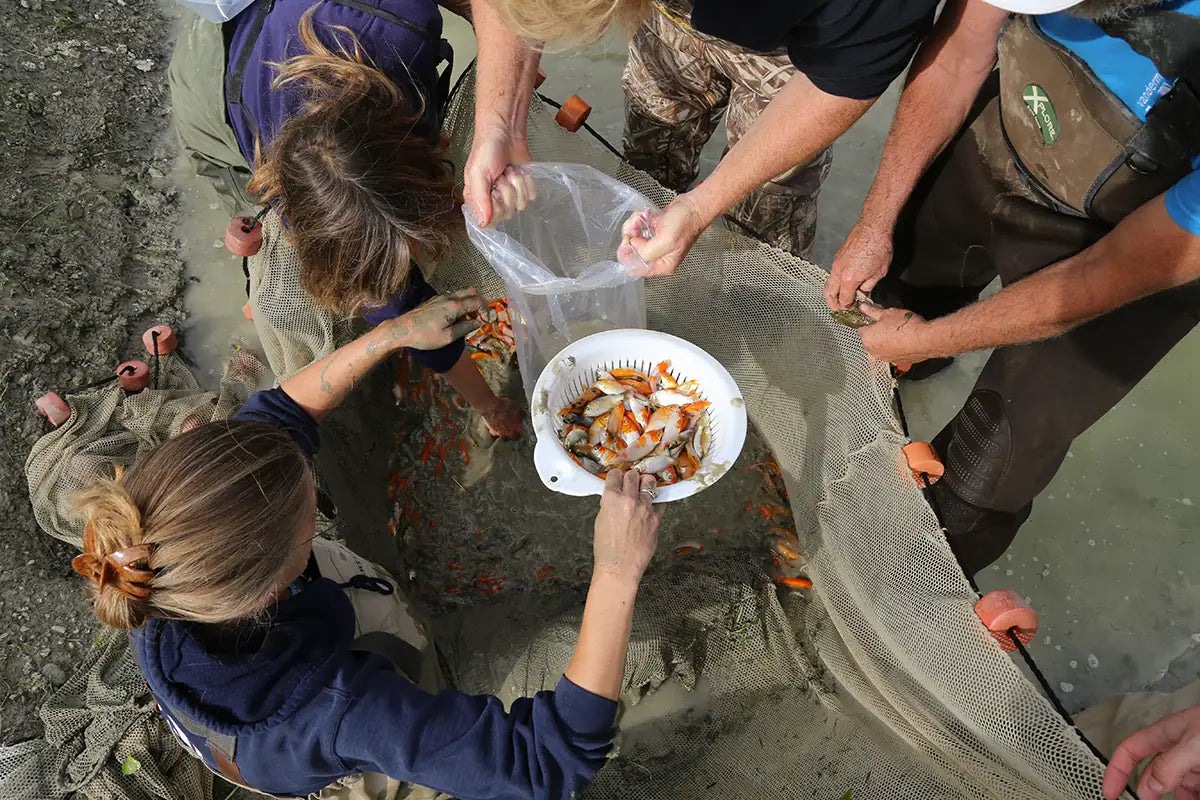 People collecting baby koi from net in muddy pond to put into bags for a transfer to inside the greenhouse