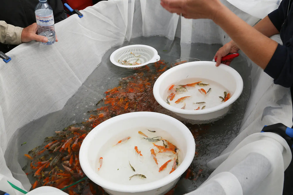 Baby koi being graded in tubs within container pond with people standing around it.