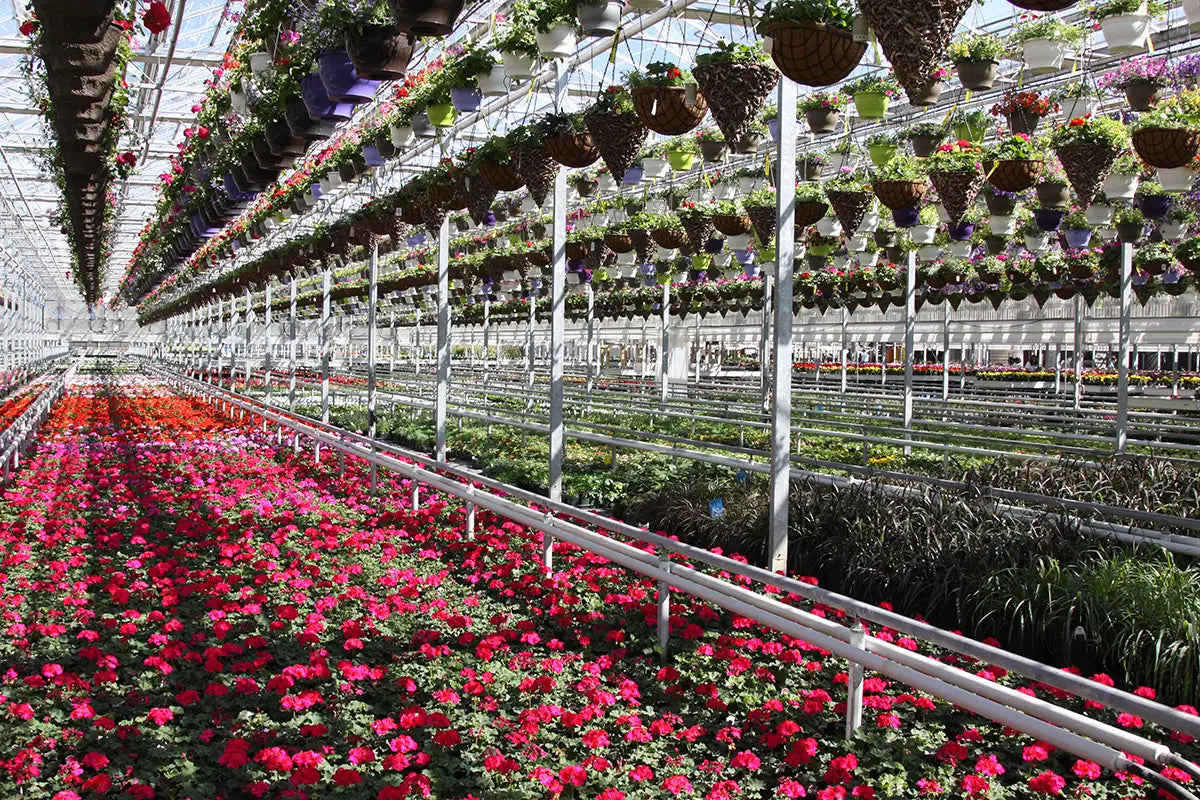 Production greenhouse filled with rows of potted plants, flowers, and hanging baskets.