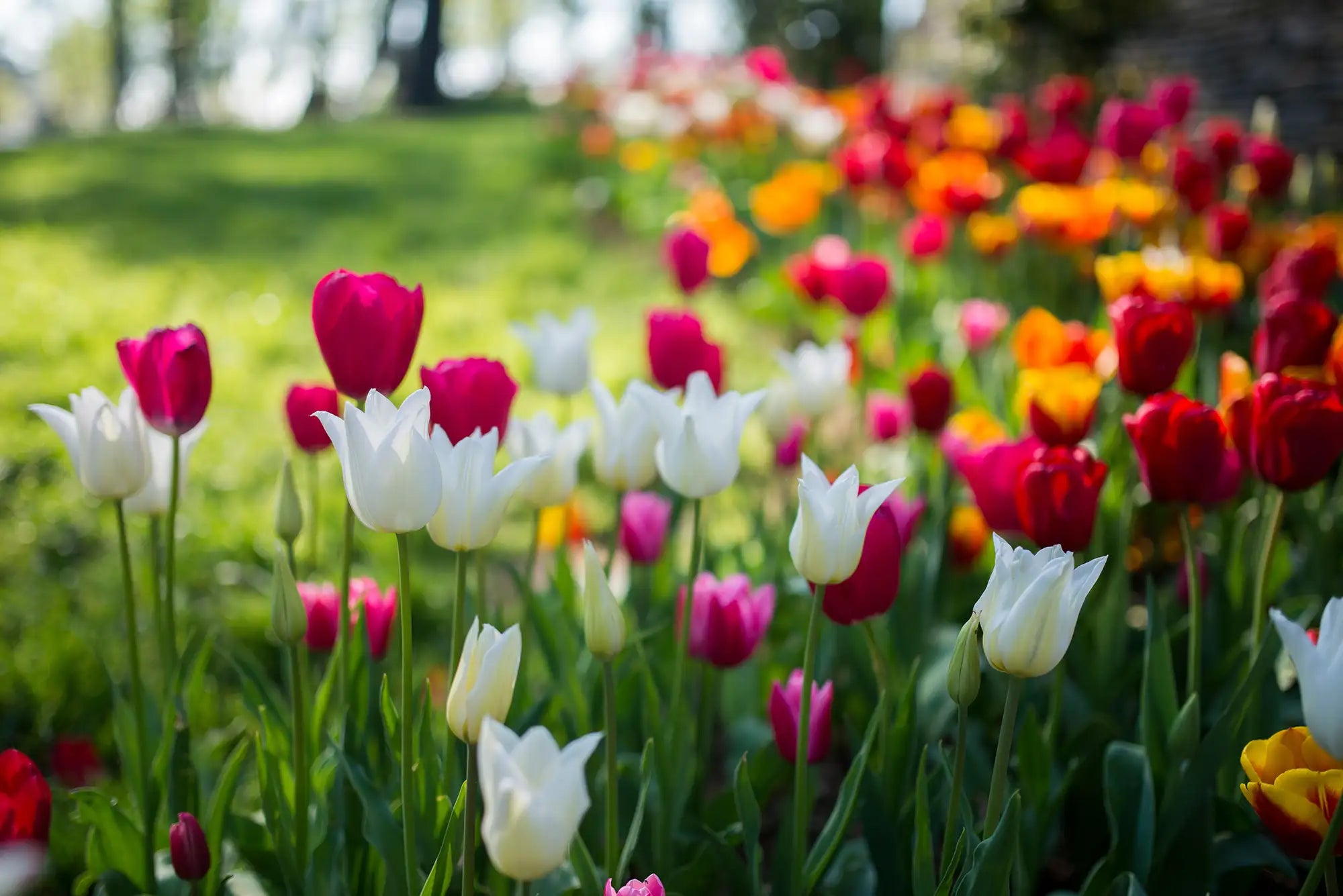 Mixed colourful tulips in a garden with a blurred background