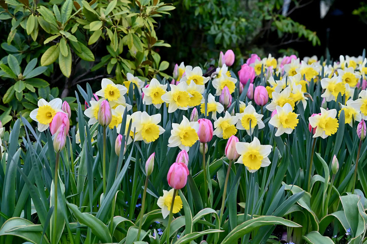 White and yellow daffodils and pink tulips mixed in garden.