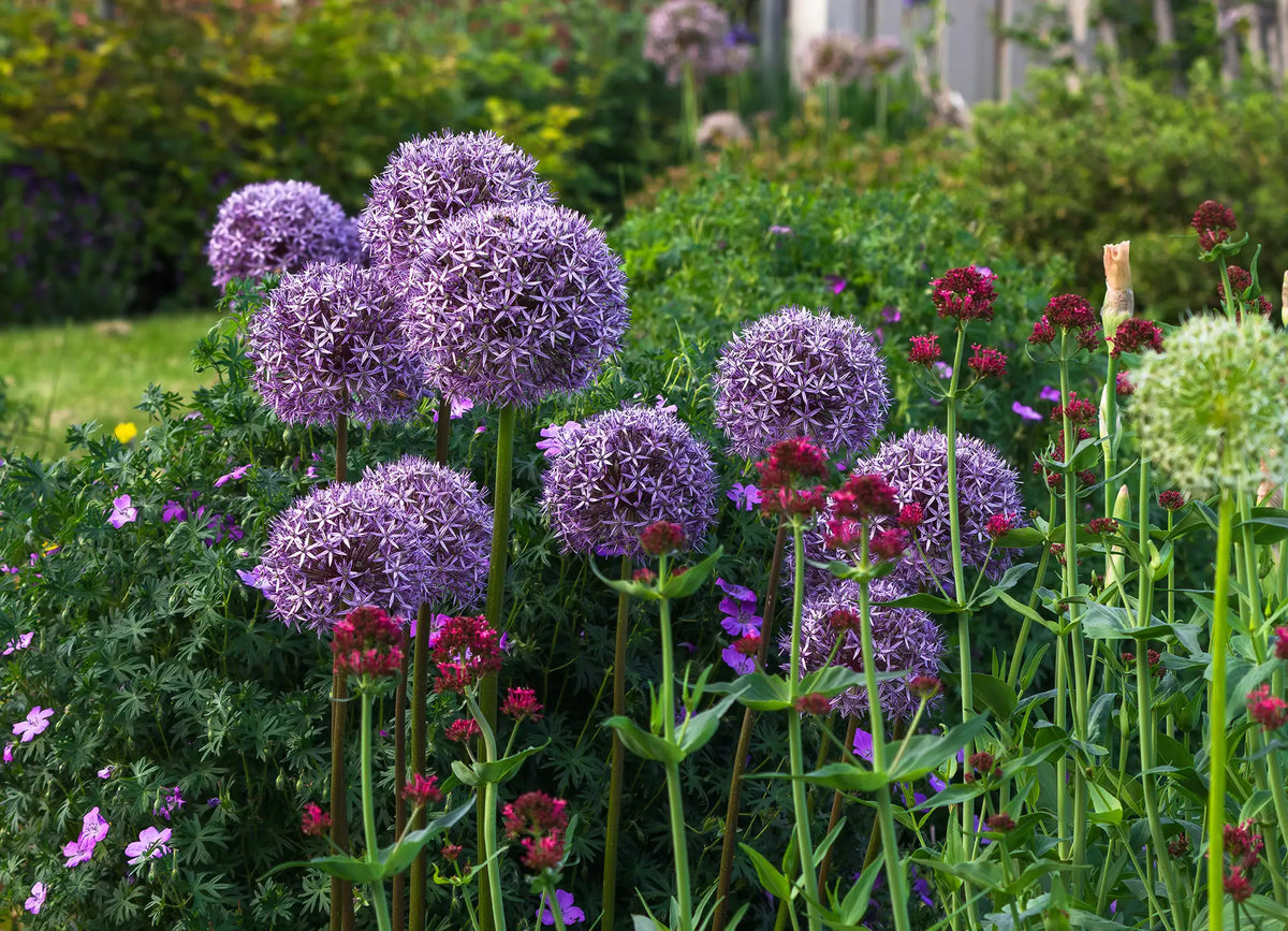 Purple allium flowers in a garden with other plants.