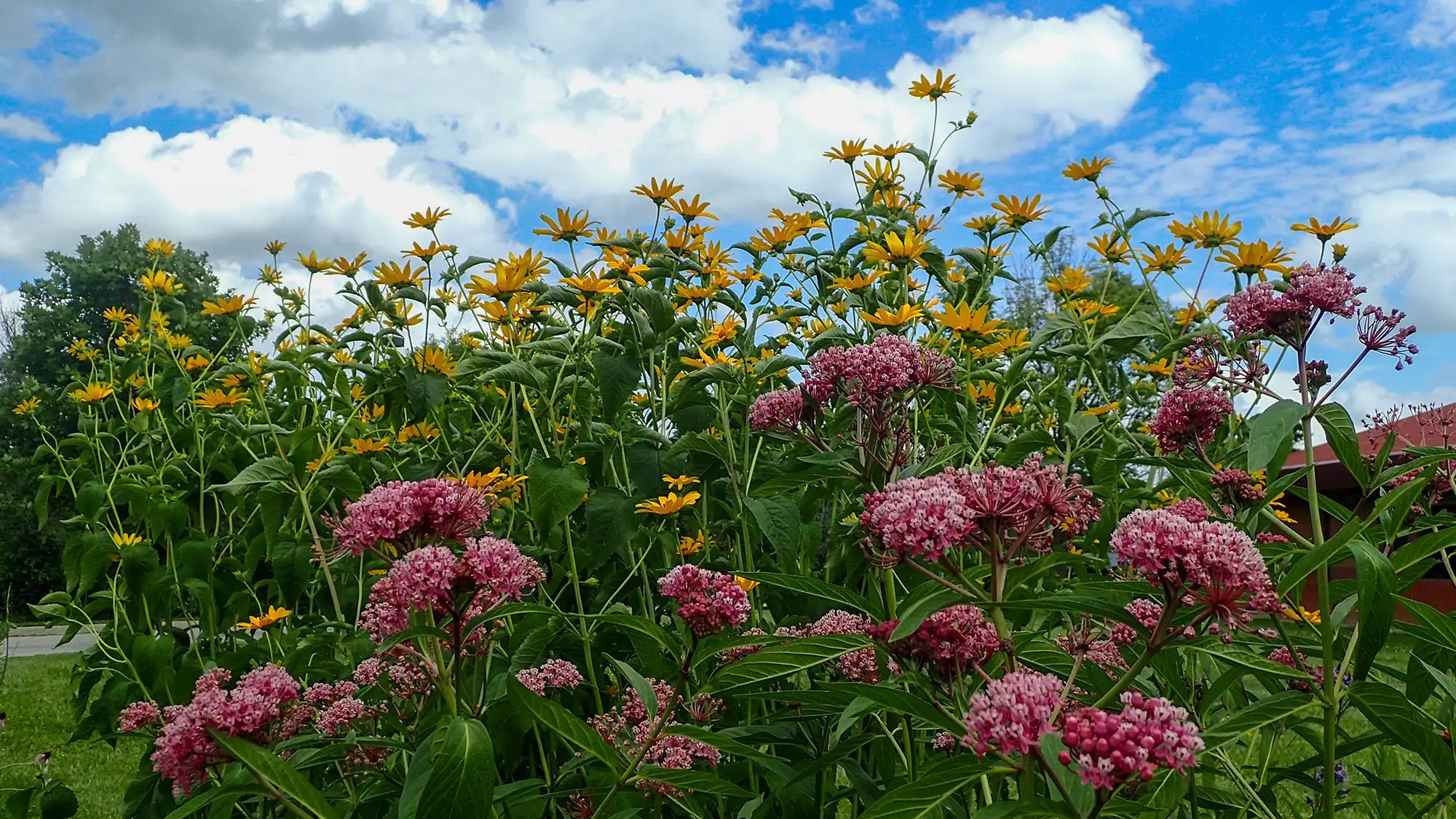 Asclepias and false sunflower in garden setting with blue sky.