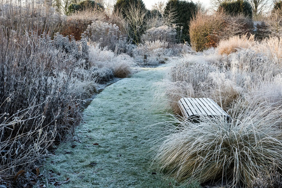 Frosty grass path through garden with bench and frost-covered plants