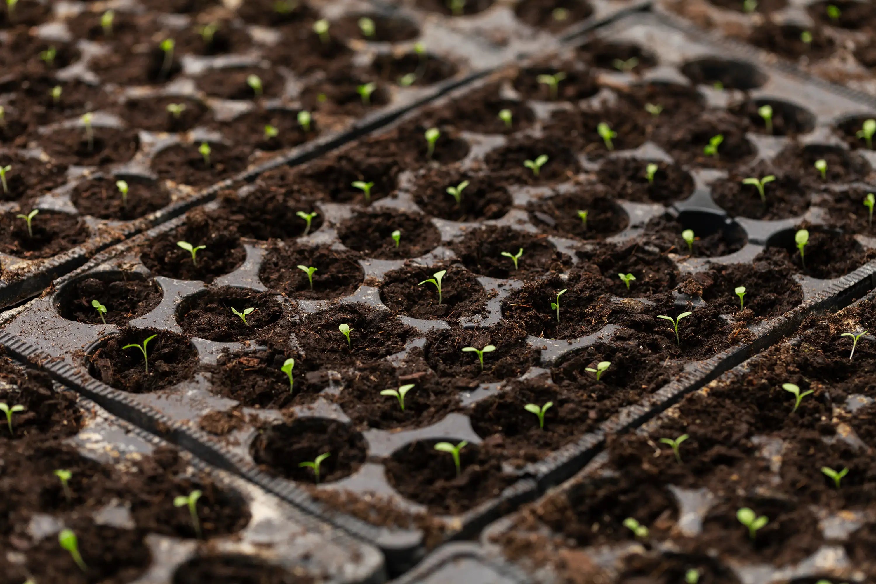 Seedling trays with small green plants sprouting from them