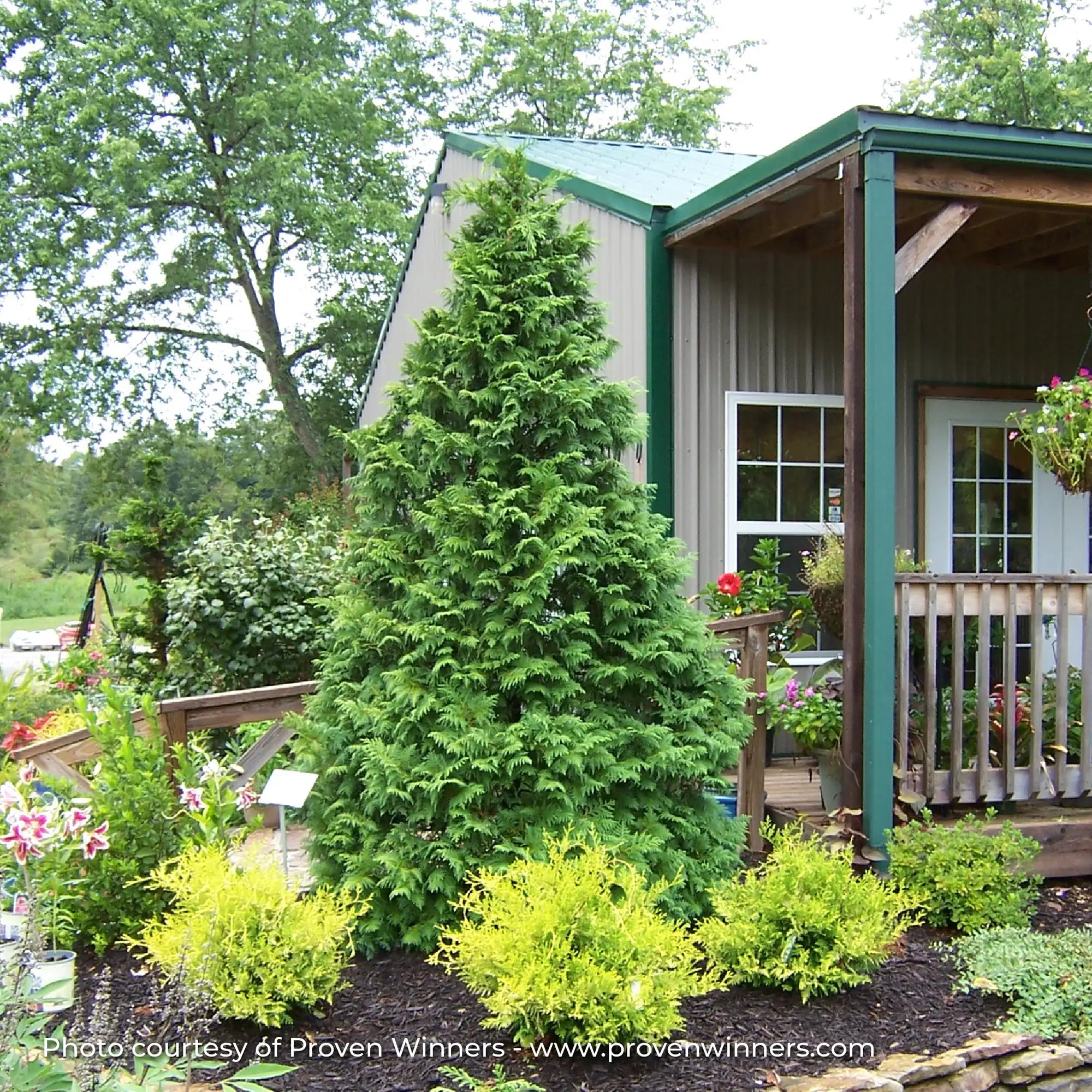 False Cypress 'Soft Serve®'