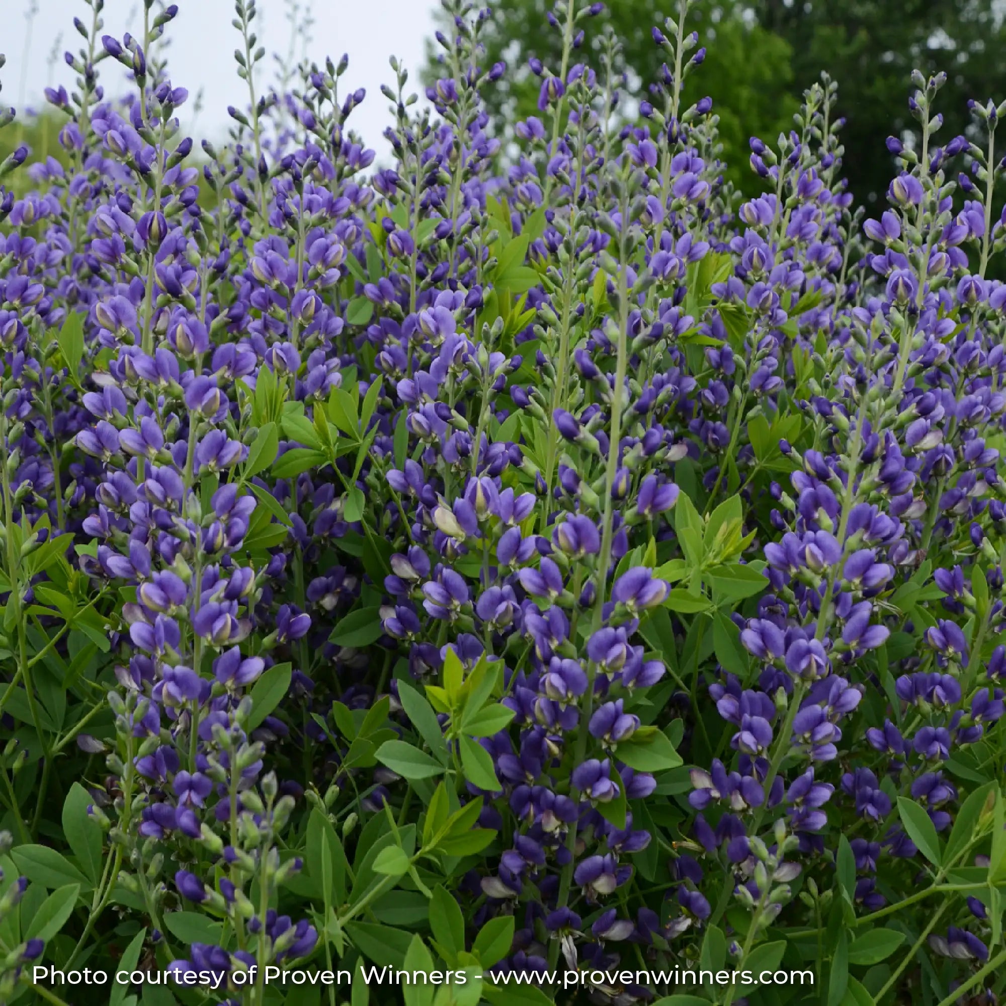 Close-up of Light Purple False Indigo