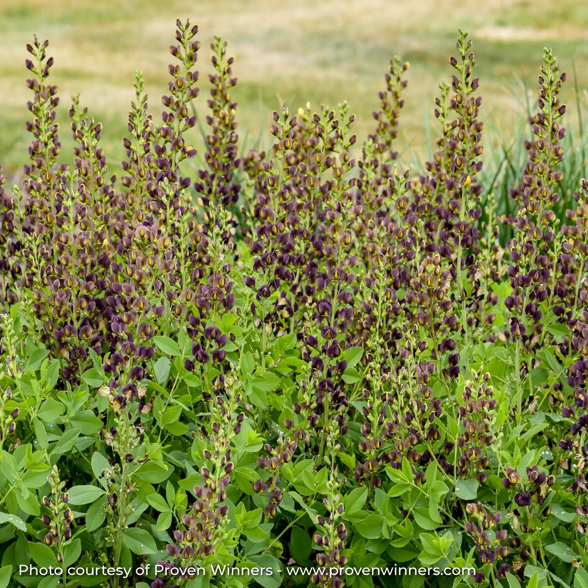 Purple and Yellow Bicolor False Indigo in a garden