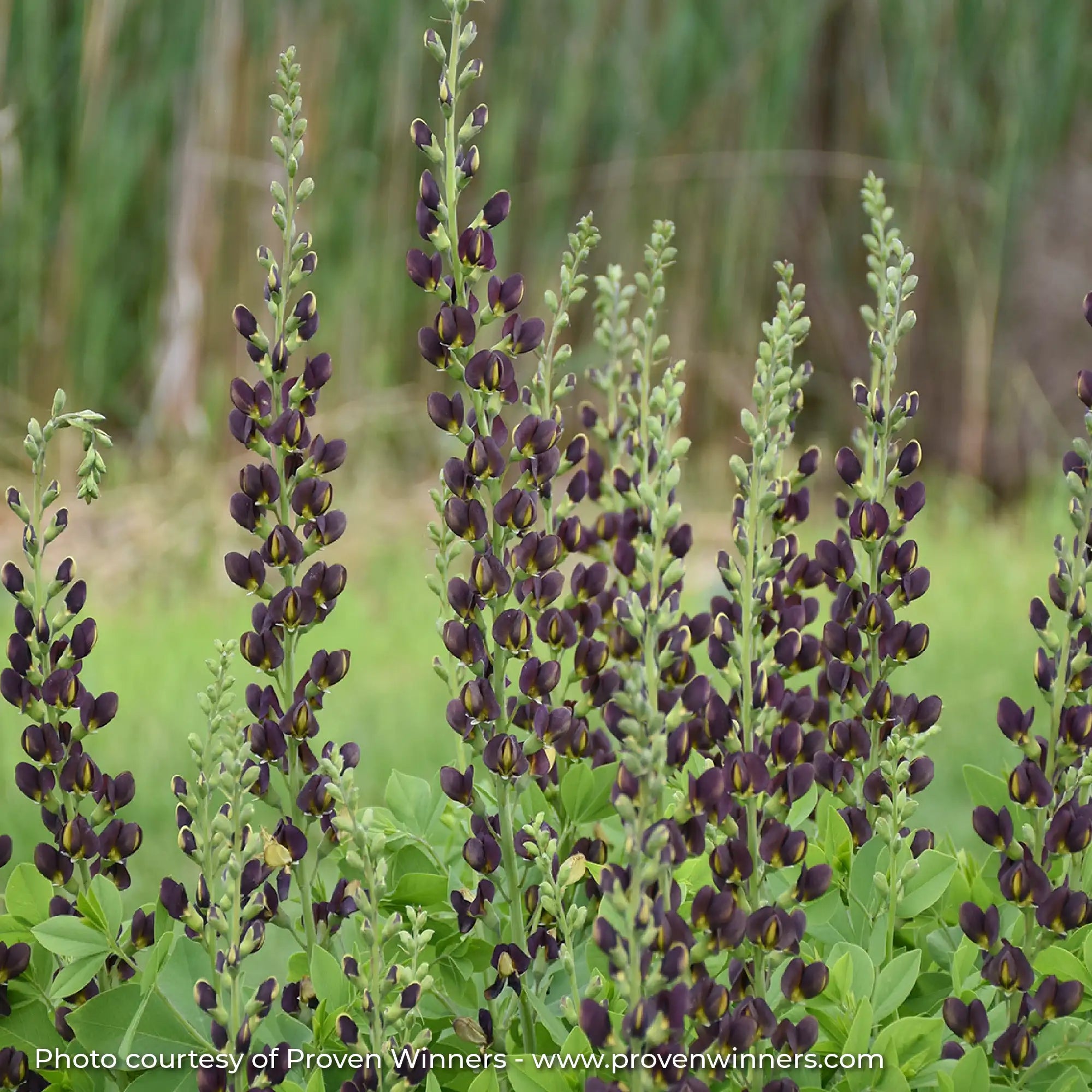 Close-up of Dark Purple False Indigo with hints of Yellow