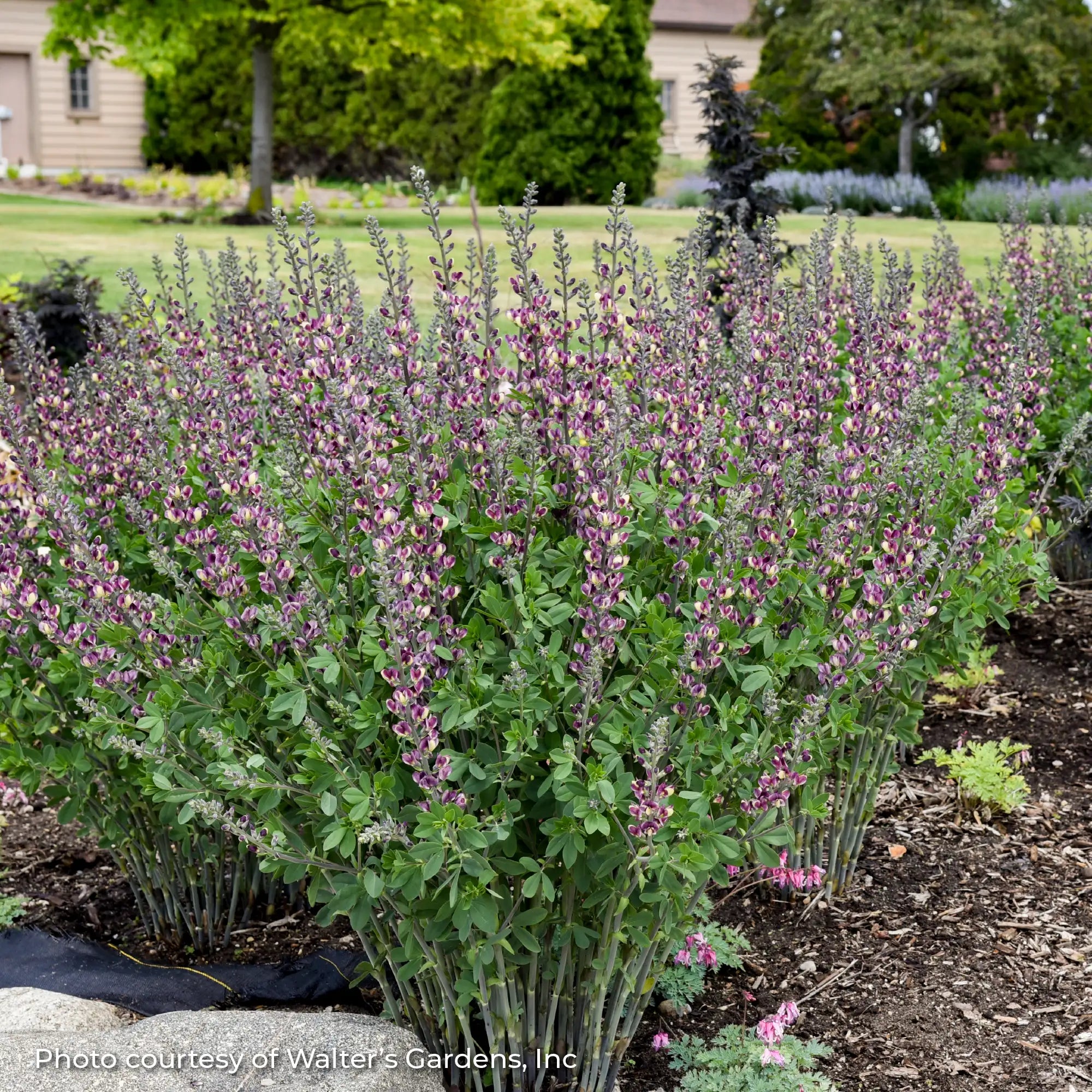 False Indigo 'Grape Escape'