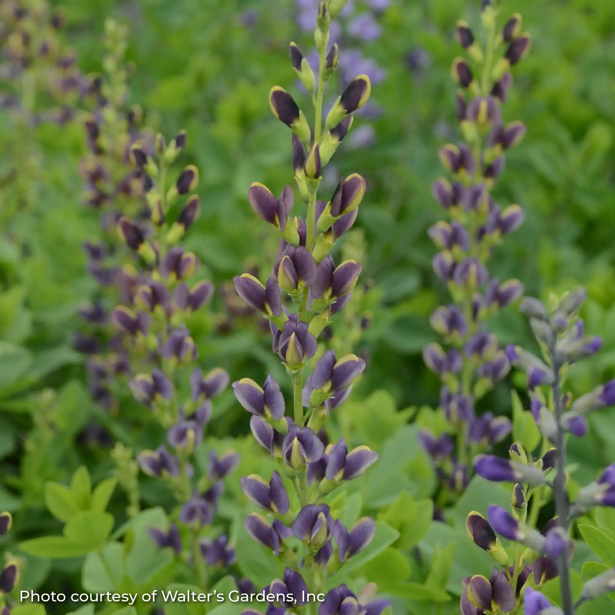 False Indigo 'Indigo Spires'