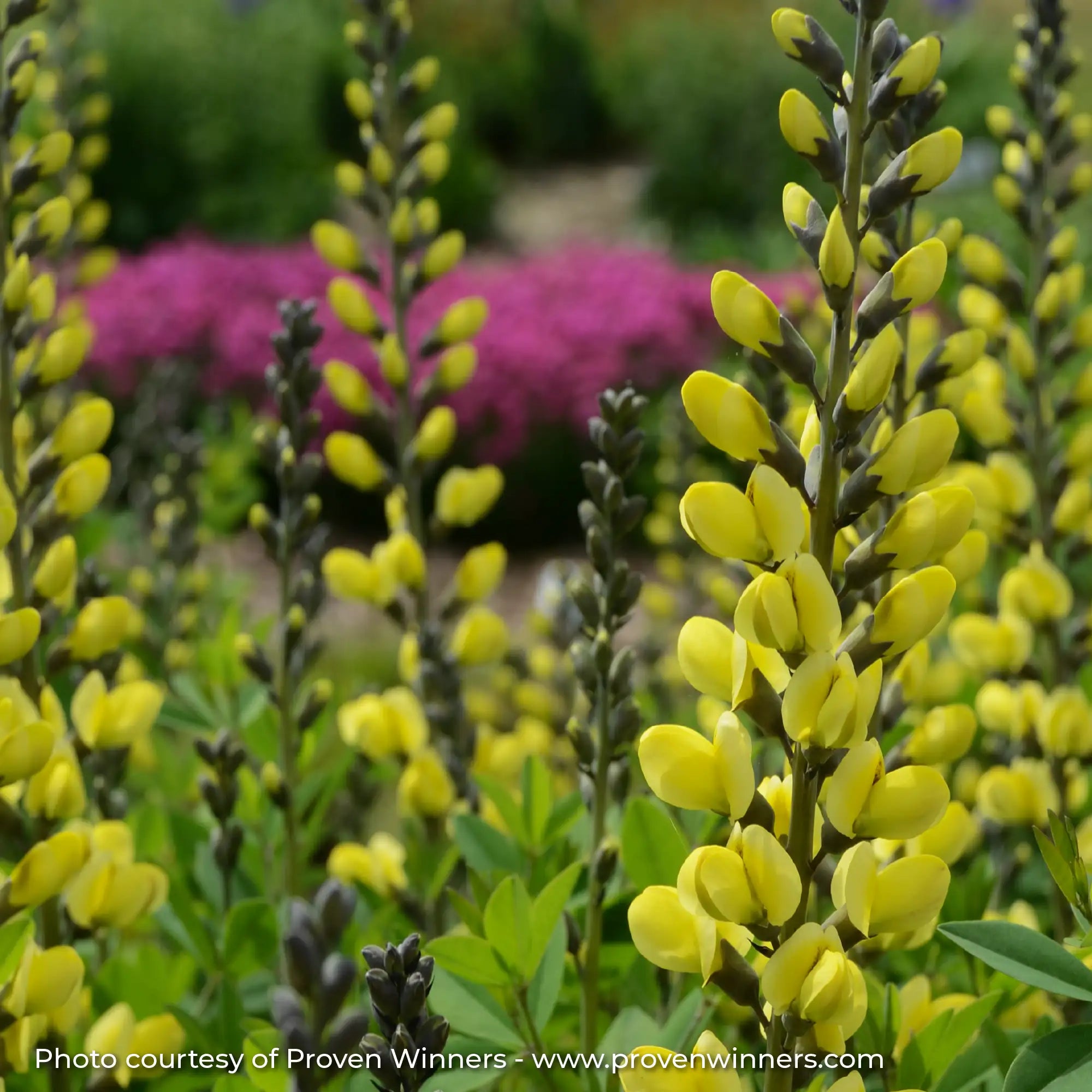 Close-up of Bright Yellow False Indigo