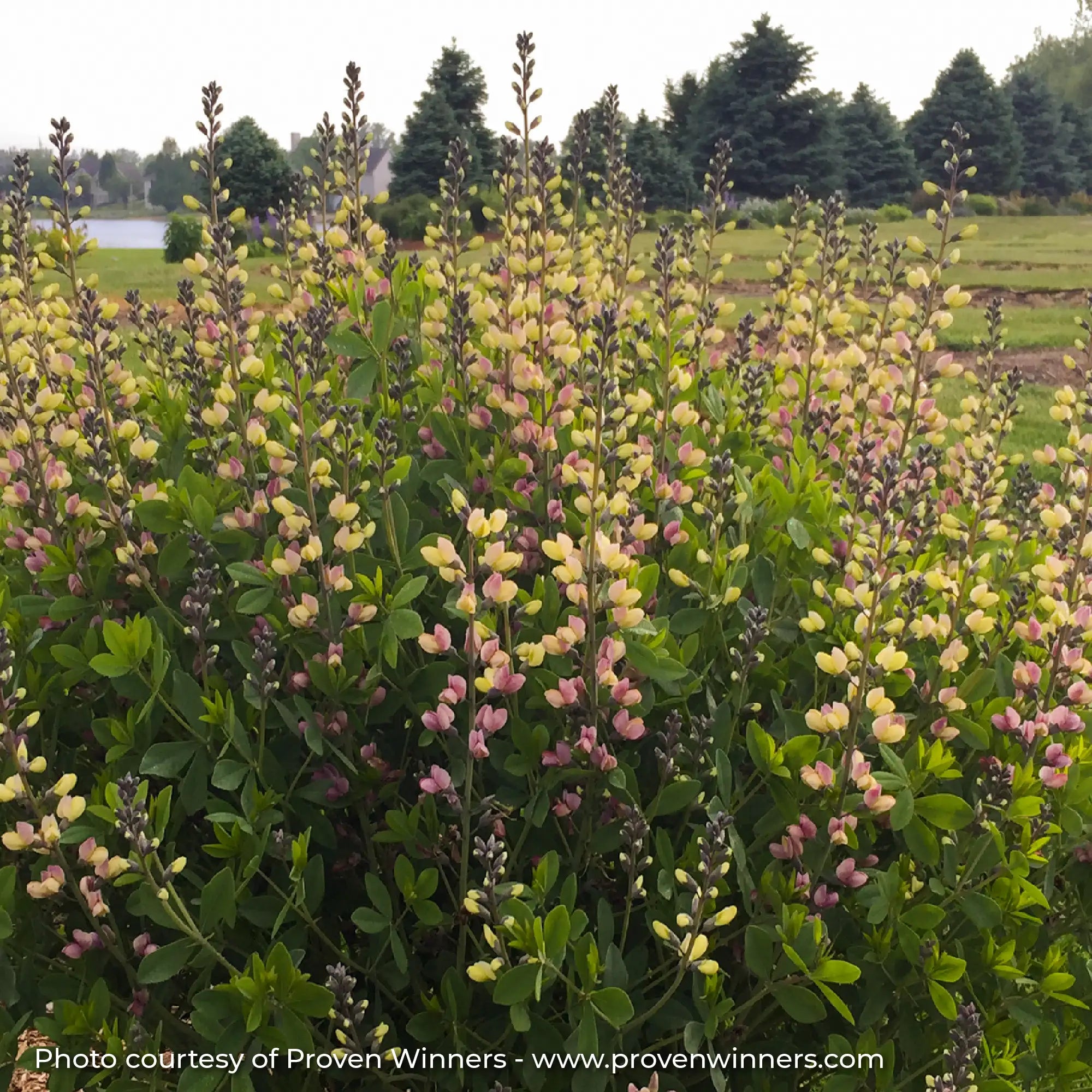 Yellow and Pink False Indigo in a garden