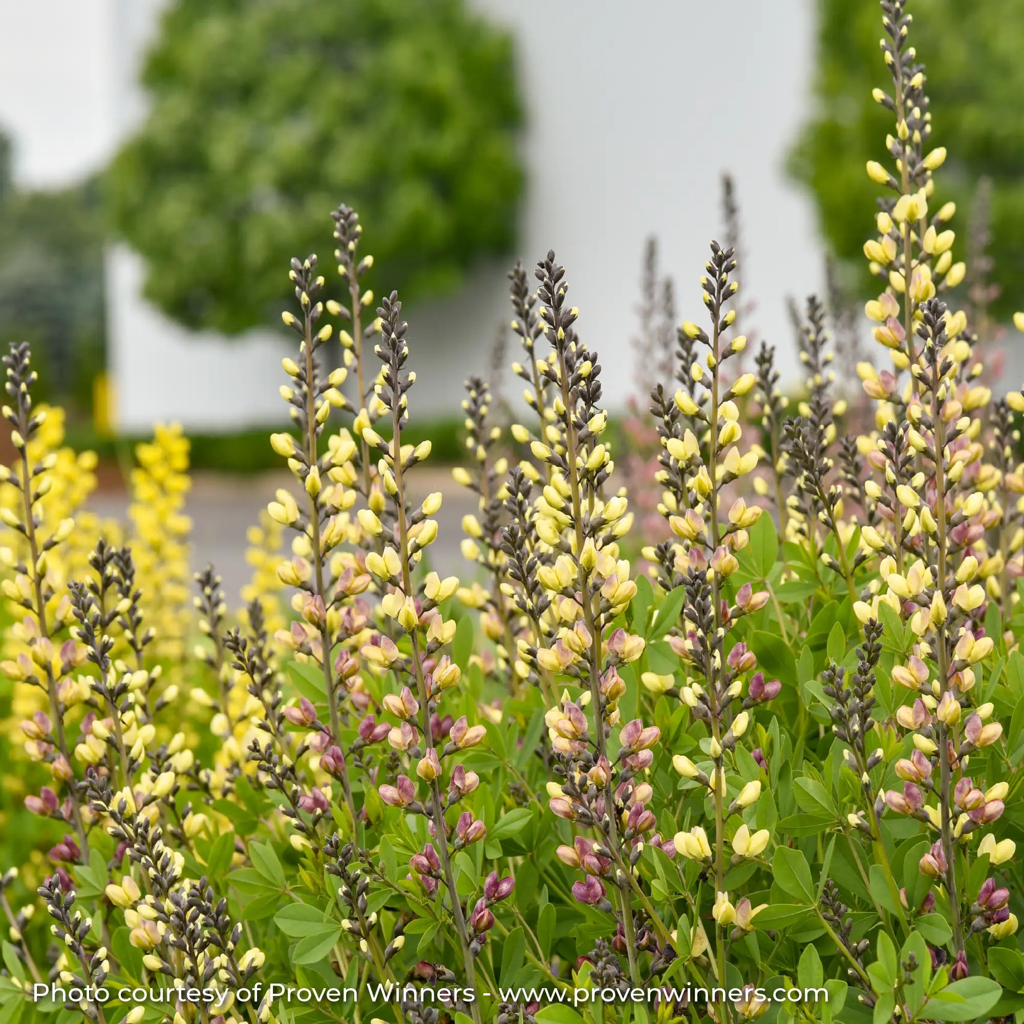 Close-up of Yellow and Pink False Indigo