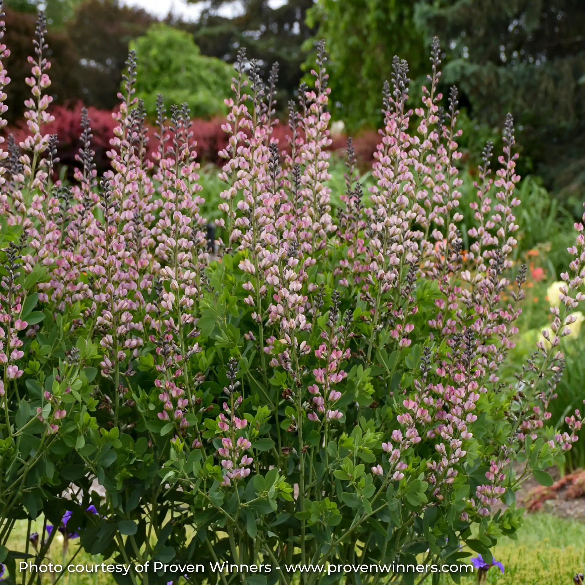 Light Pink False Indigo in a garden