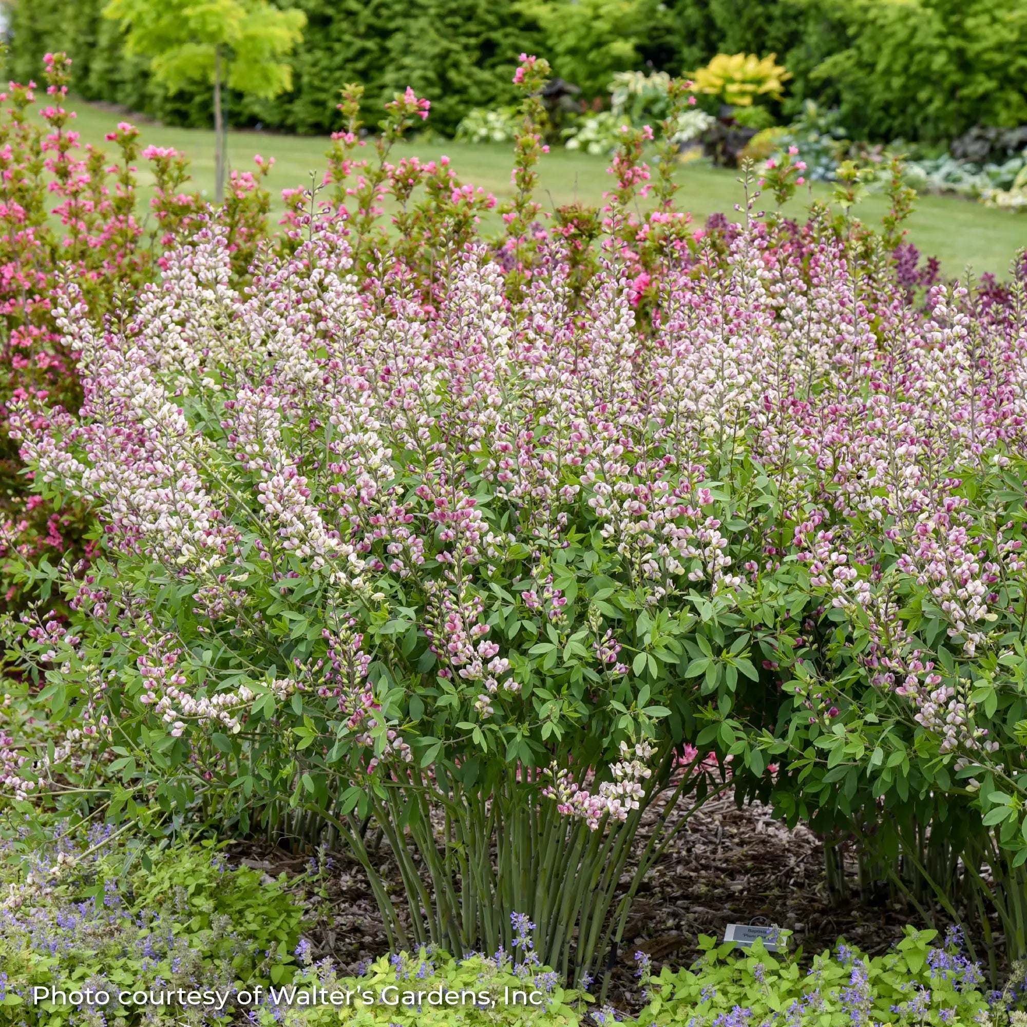 False Indigo 'Plum Rosy'