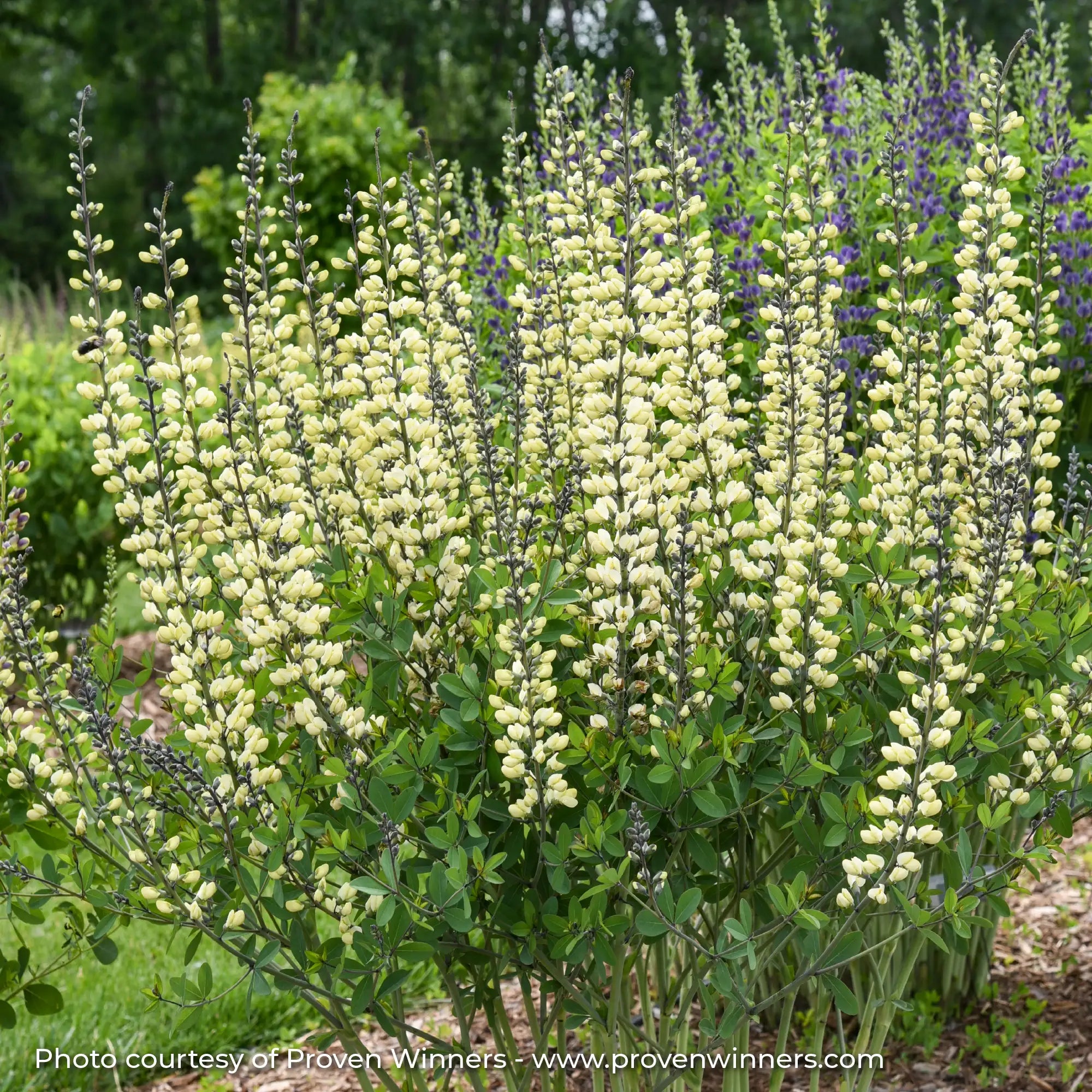 Cream flowering False Indigo in a garden
