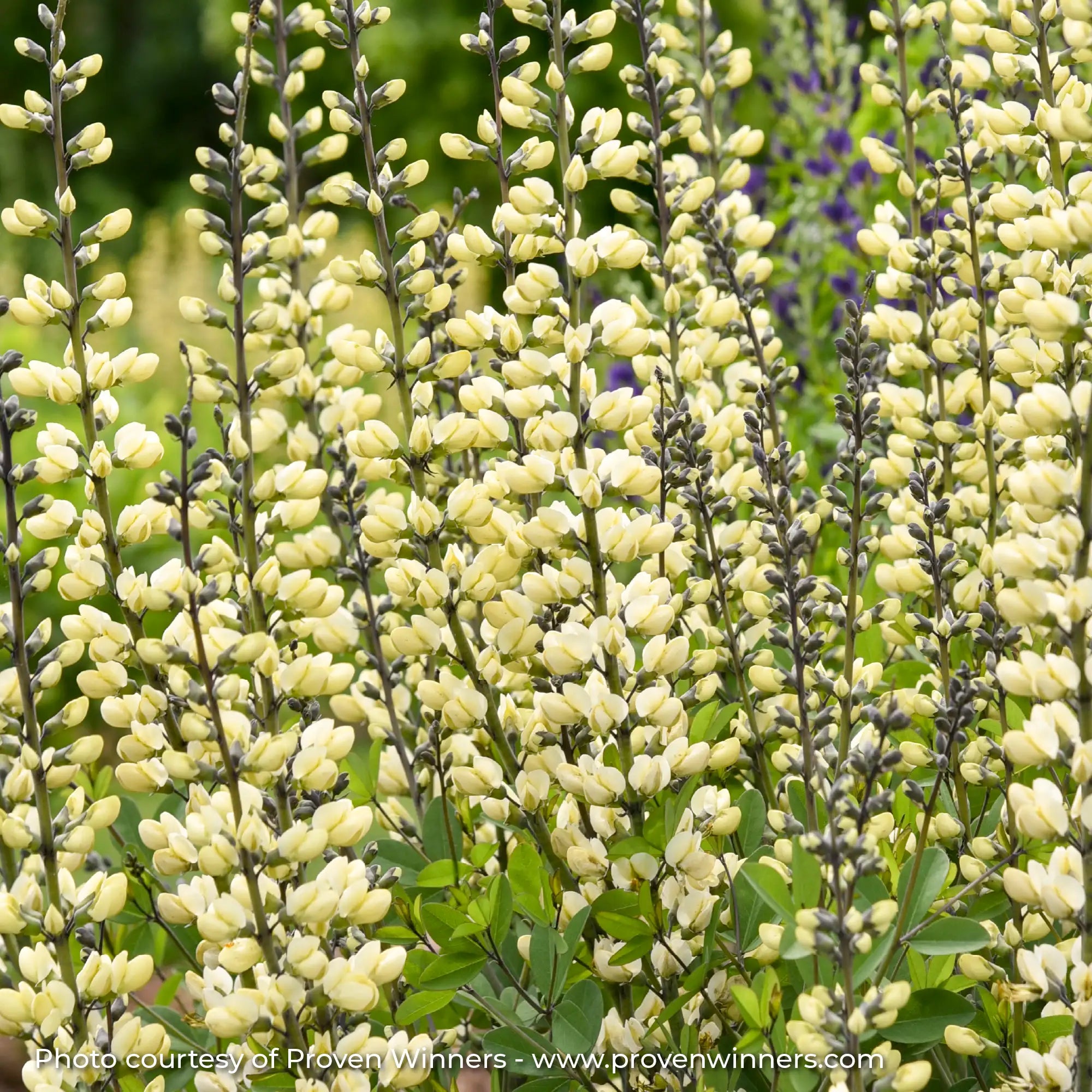 Close up of Cream False Indigo