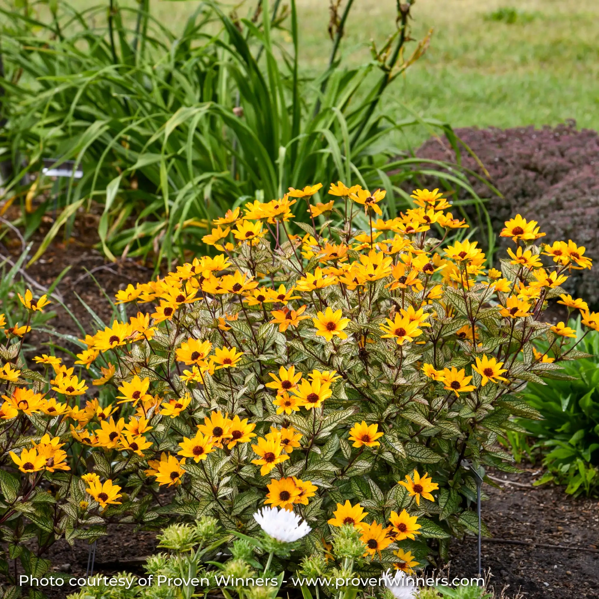 Bright Yellow False Sunflower with White Variegated leaf's in a garden