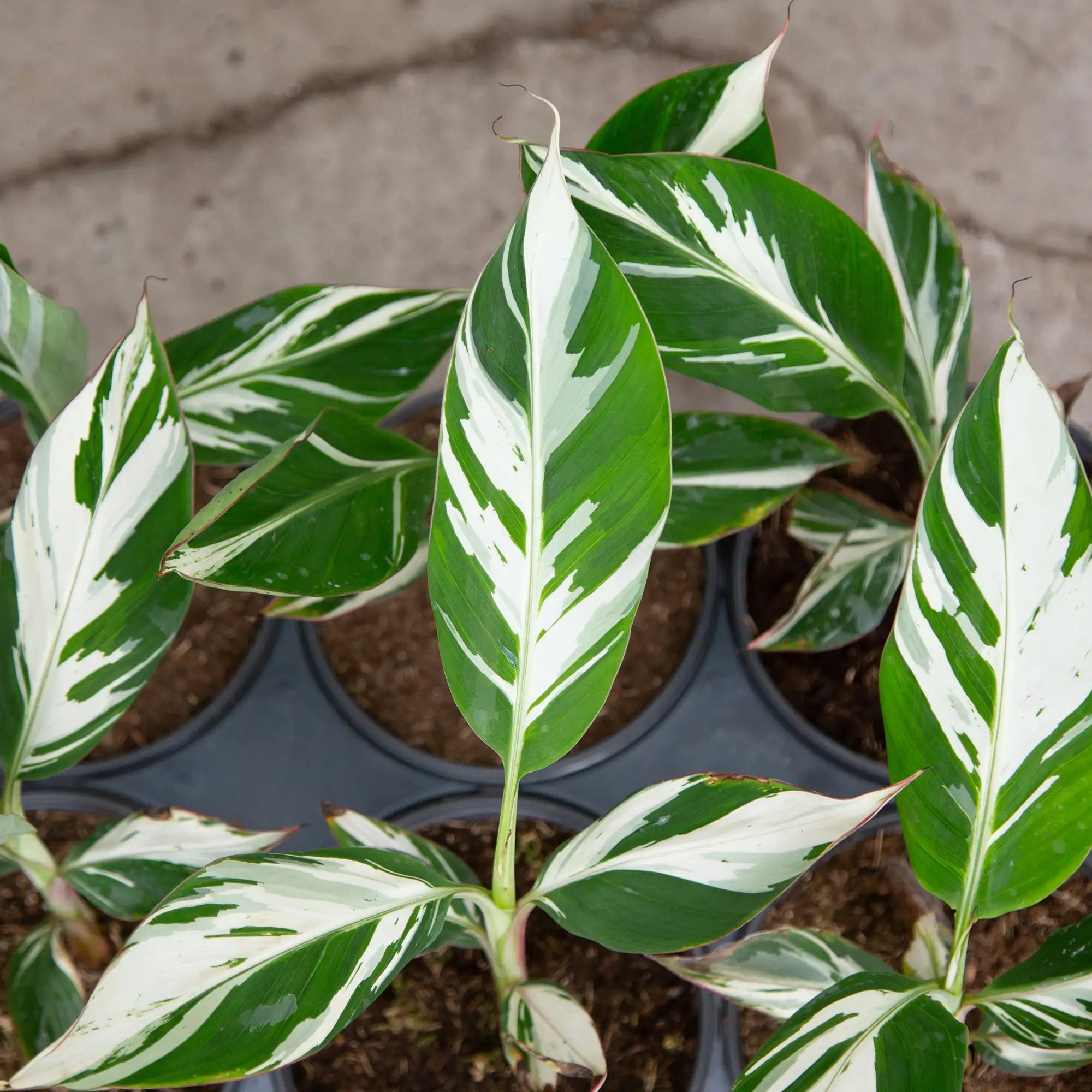 Banana 'Florida Variegated'