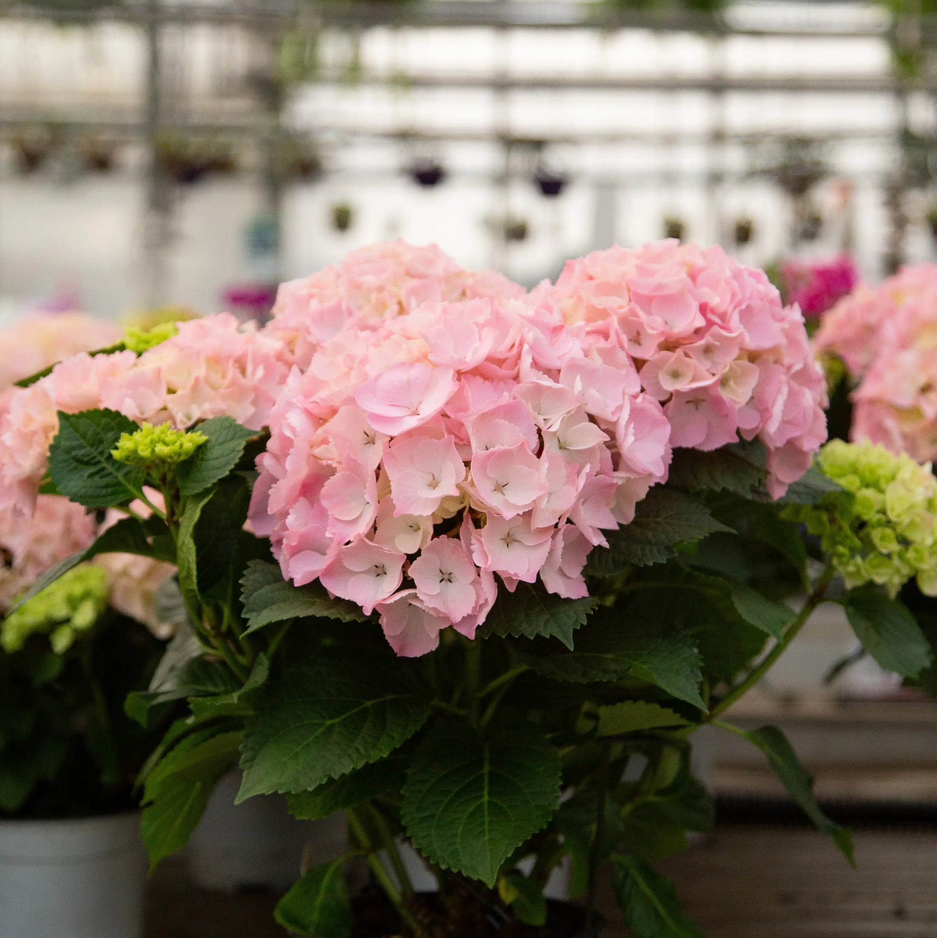 Light pink florist hydrangeas with green leaves in a greenhouse setting