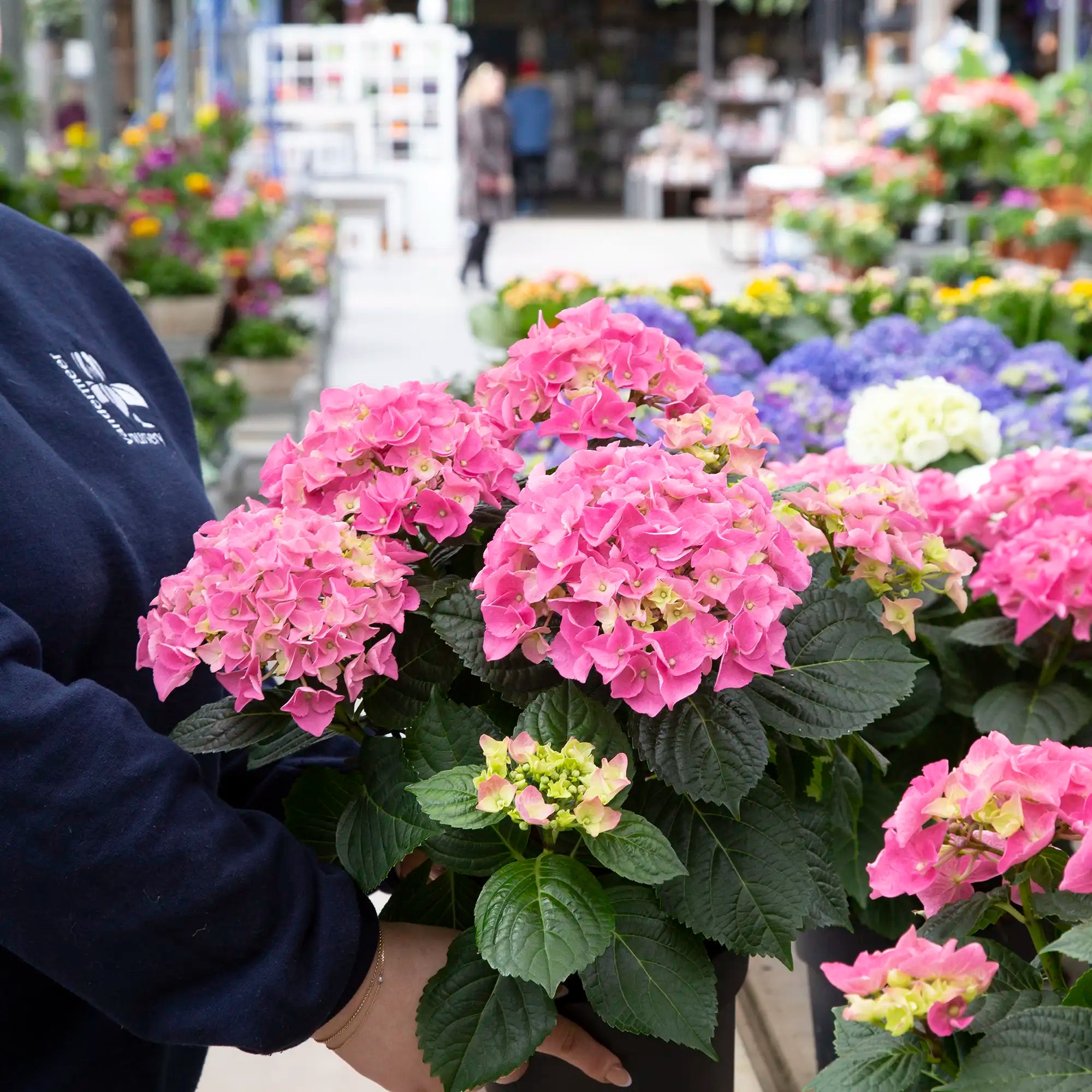 Person holding a potted pink hydrangea plant in a greenhouse setting with other plants and people in the background.