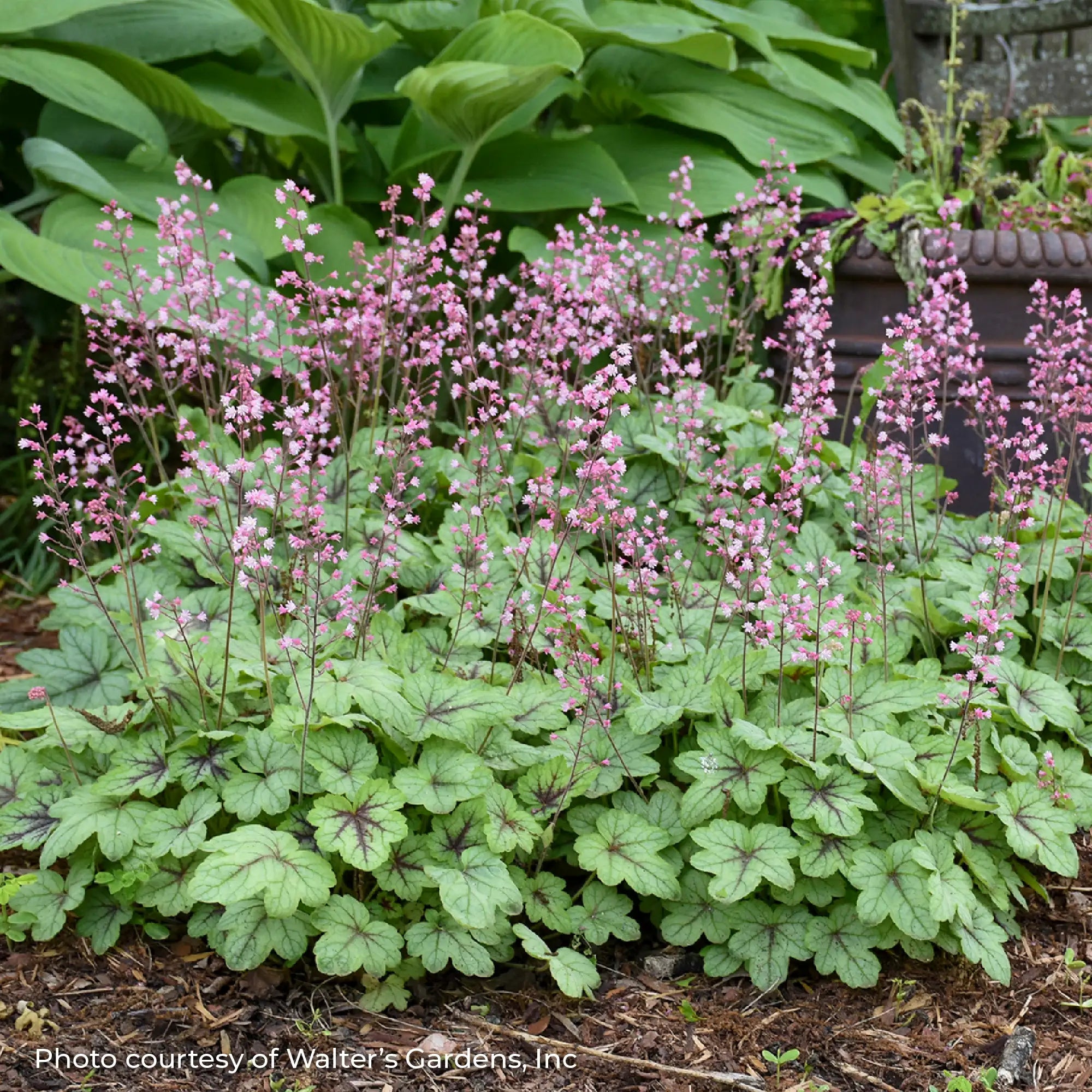 Light Green Foamy Bells with Pink flowers in a garden.