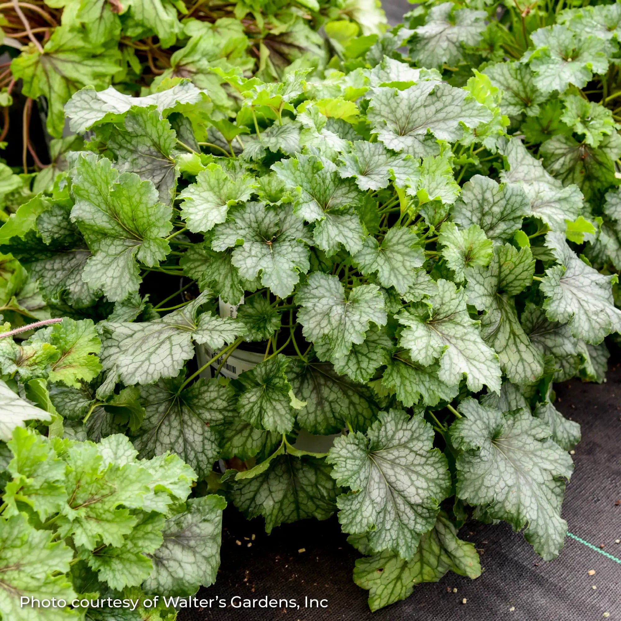 Light Green Foamy Bells in a garden
