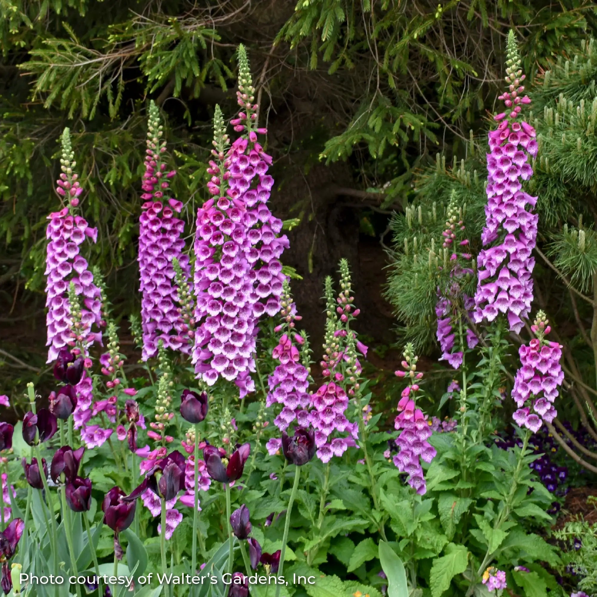 Foxglove 'Dalmatian Purple'