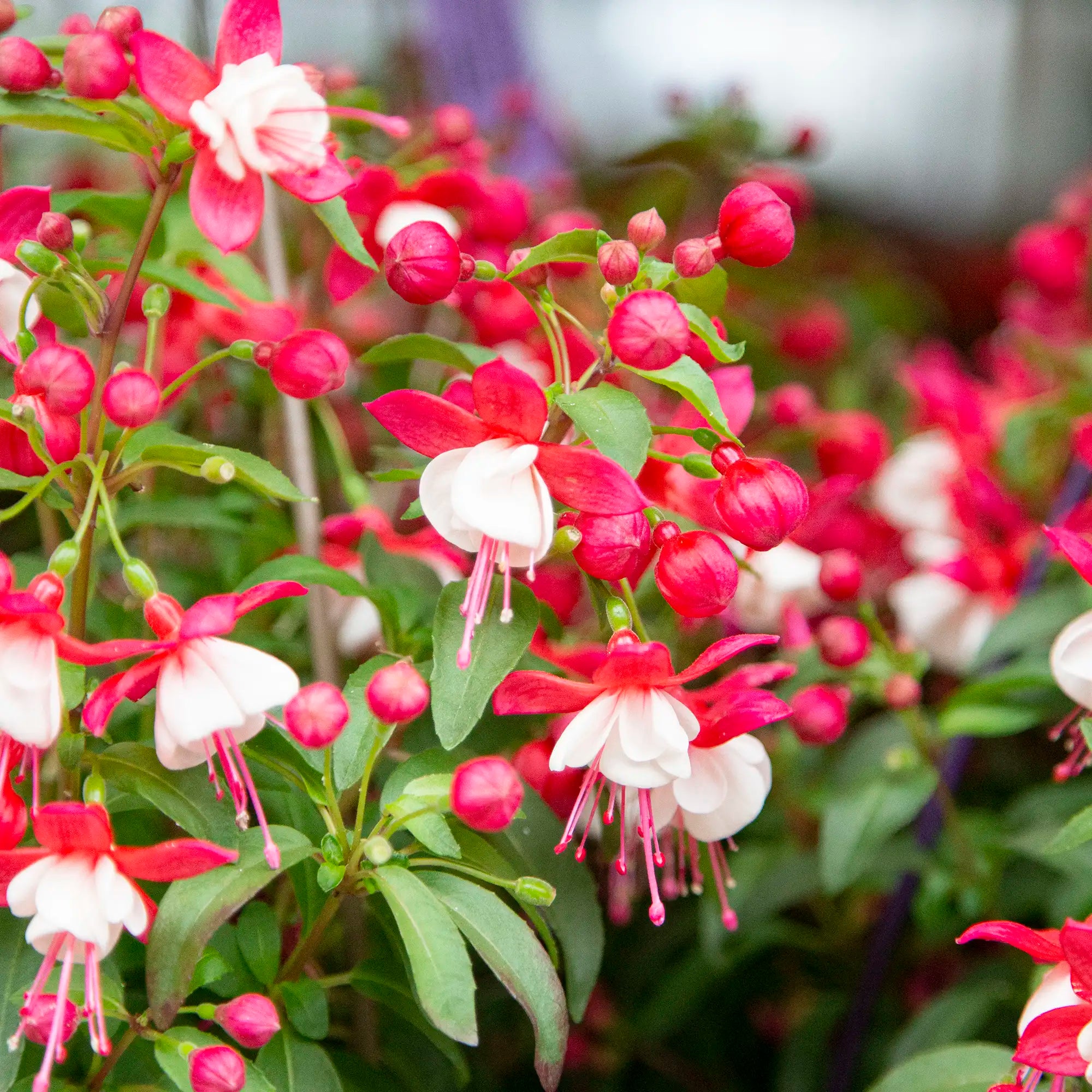 Fuchsia 'Ballerina® Relevé'