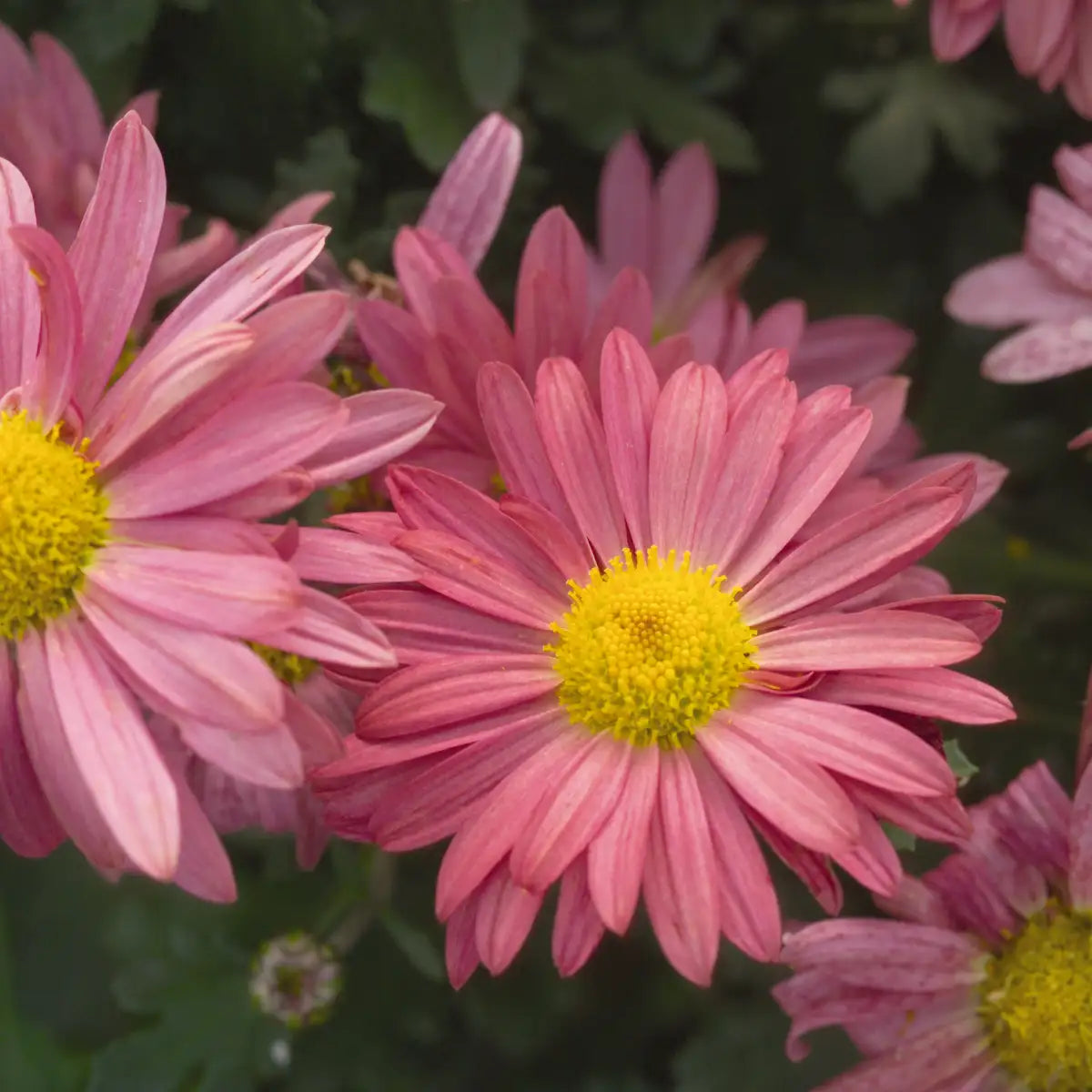 Garden Mum Mammoth™ 'Coral Daisy'